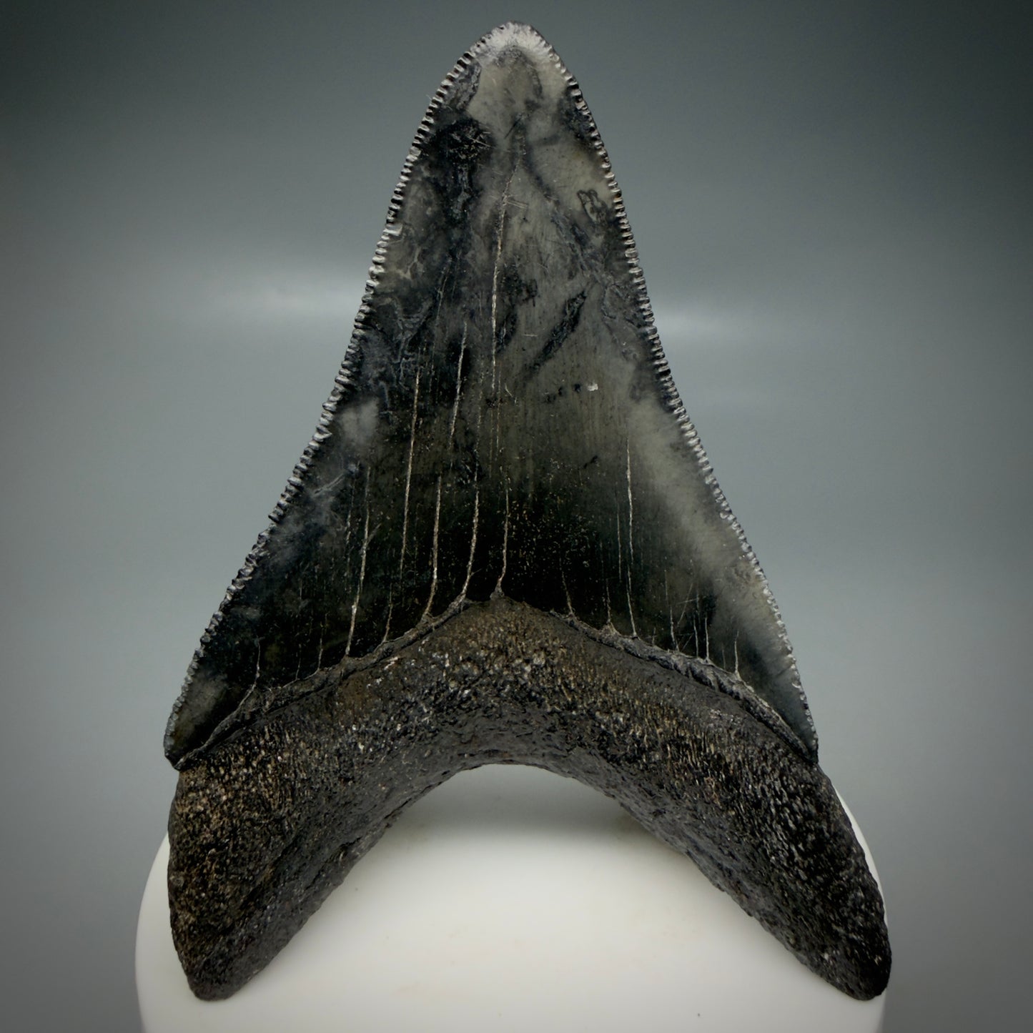Back View Lower 3.43" Fossil Megalodon Shark Tooth - Georgia - sharply serrated - Collector's Quality CM6151