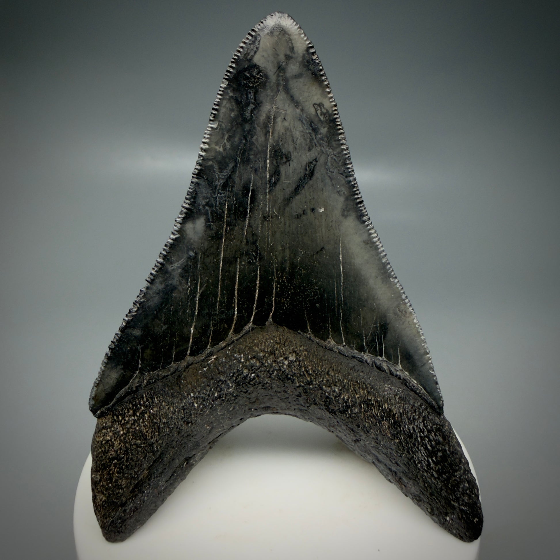 Back View Lower 3.43" Fossil Megalodon Shark Tooth - Georgia - sharply serrated - Collector's Quality CM6151