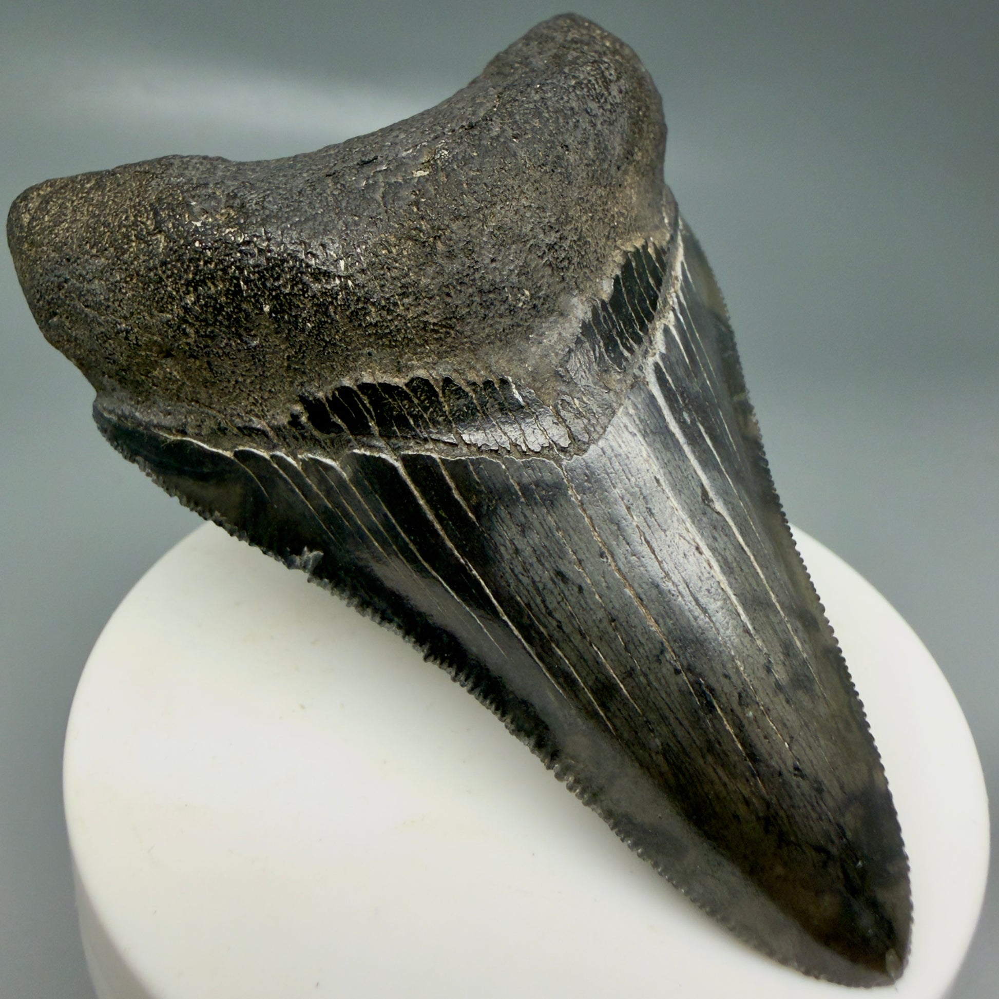 Front Left View Lower 3.43" Fossil Megalodon Shark Tooth - Georgia - sharply serrated - Collector's Quality CM6151