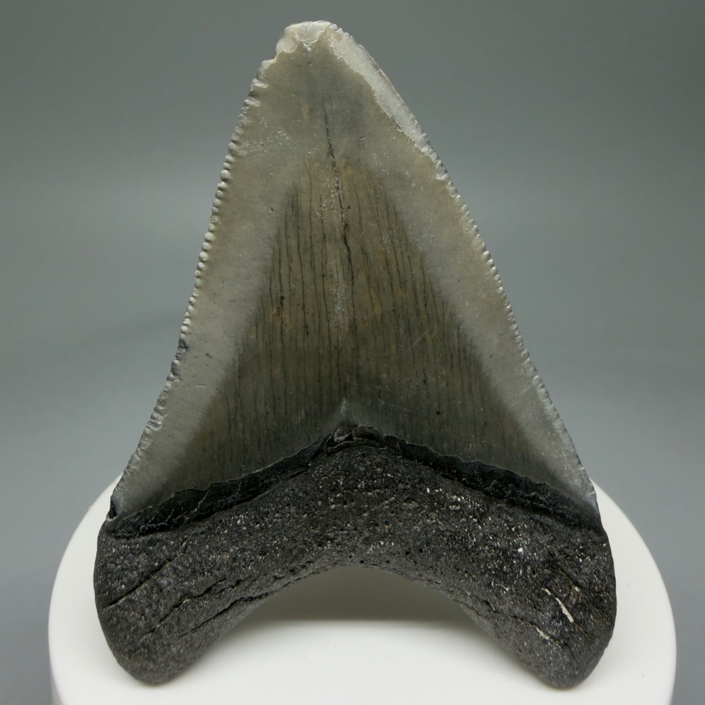 Back View 2.71" Colorful Fossil Megalodon Tooth – South Carolina River Find | Authentic Megalodon Tooth CM5807