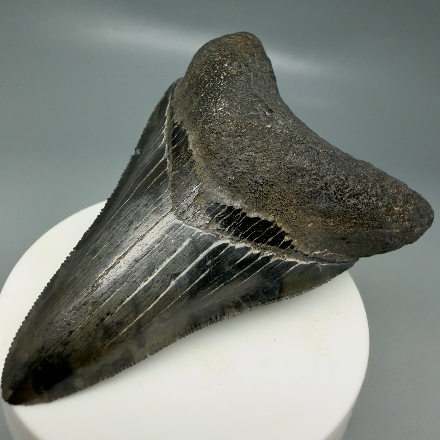 Front Right View Lower 3.43" Fossil Megalodon Shark Tooth - Georgia - sharply serrated - Collector's Quality CM6151