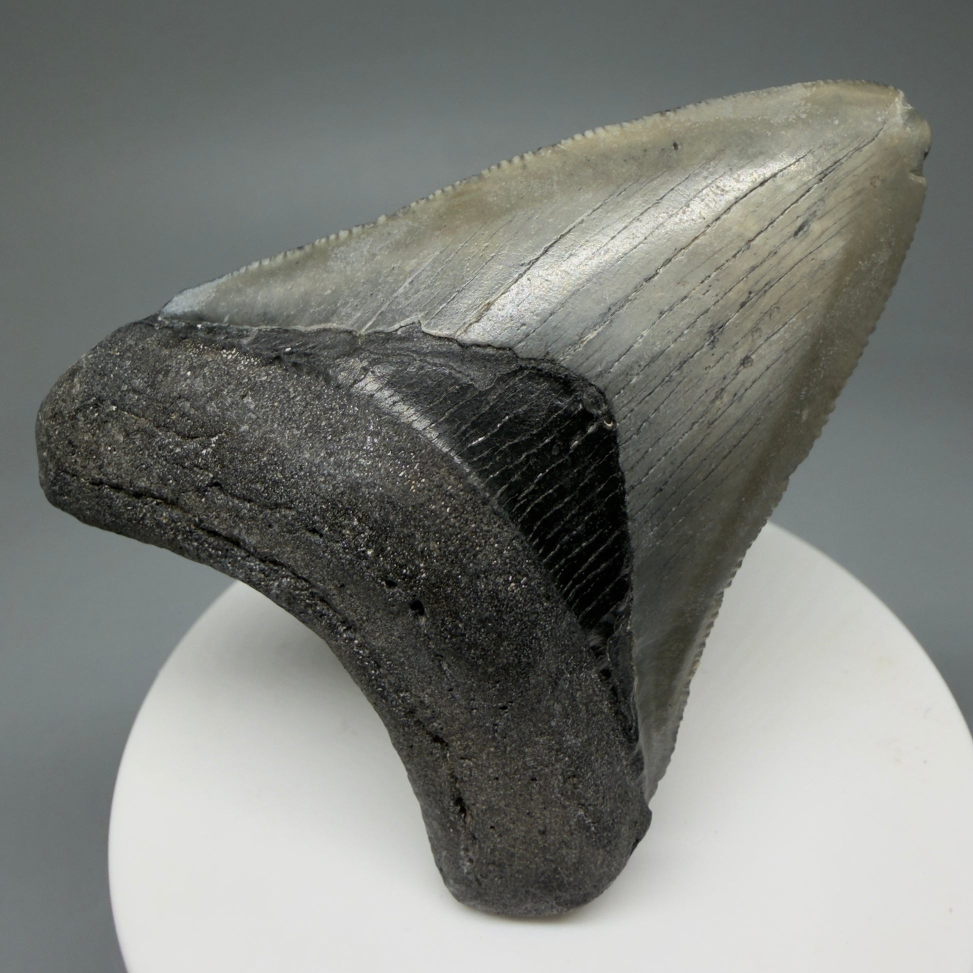 Front View 2.71" Colorful Fossil Megalodon Tooth – South Carolina River Find | Authentic Megalodon Tooth CM5807 - 1