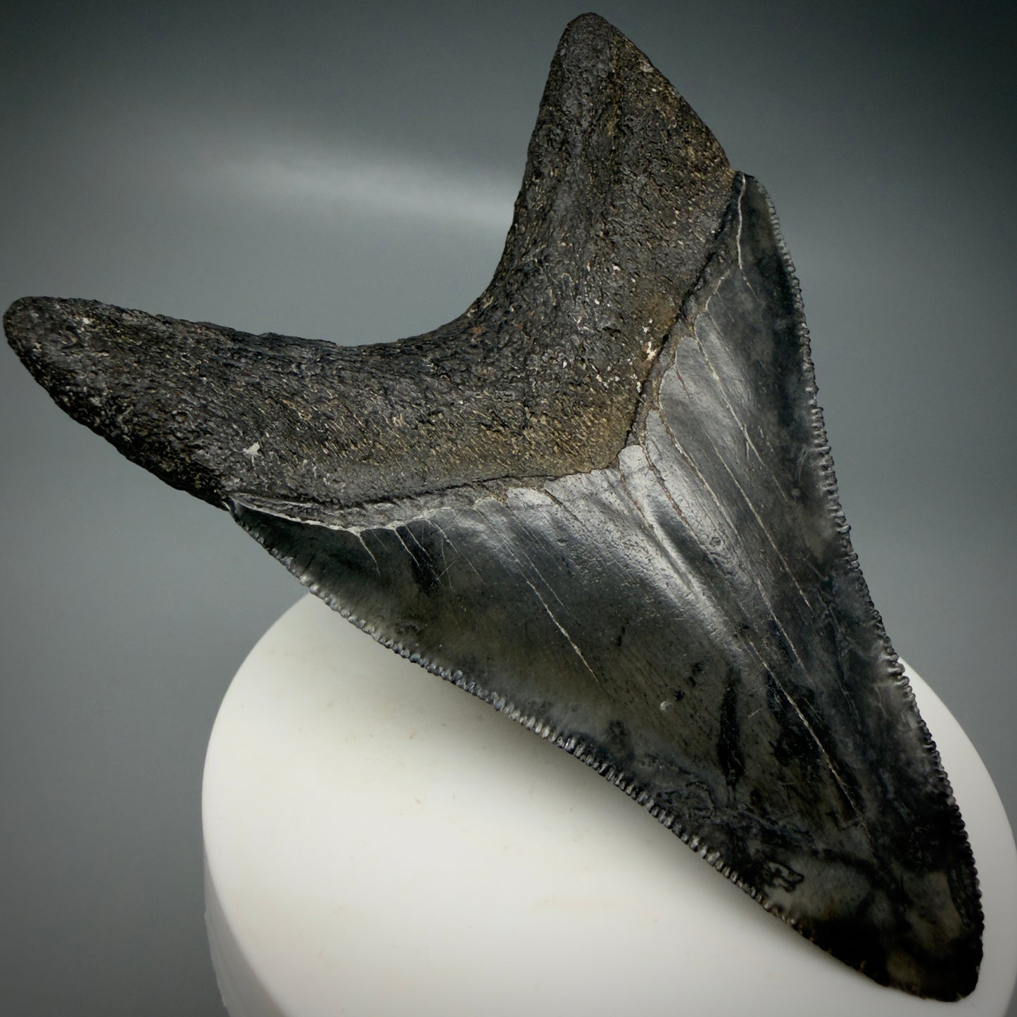 Back Left View Lower 3.43" Fossil Megalodon Shark Tooth - Georgia - sharply serrated - Collector's Quality CM6151