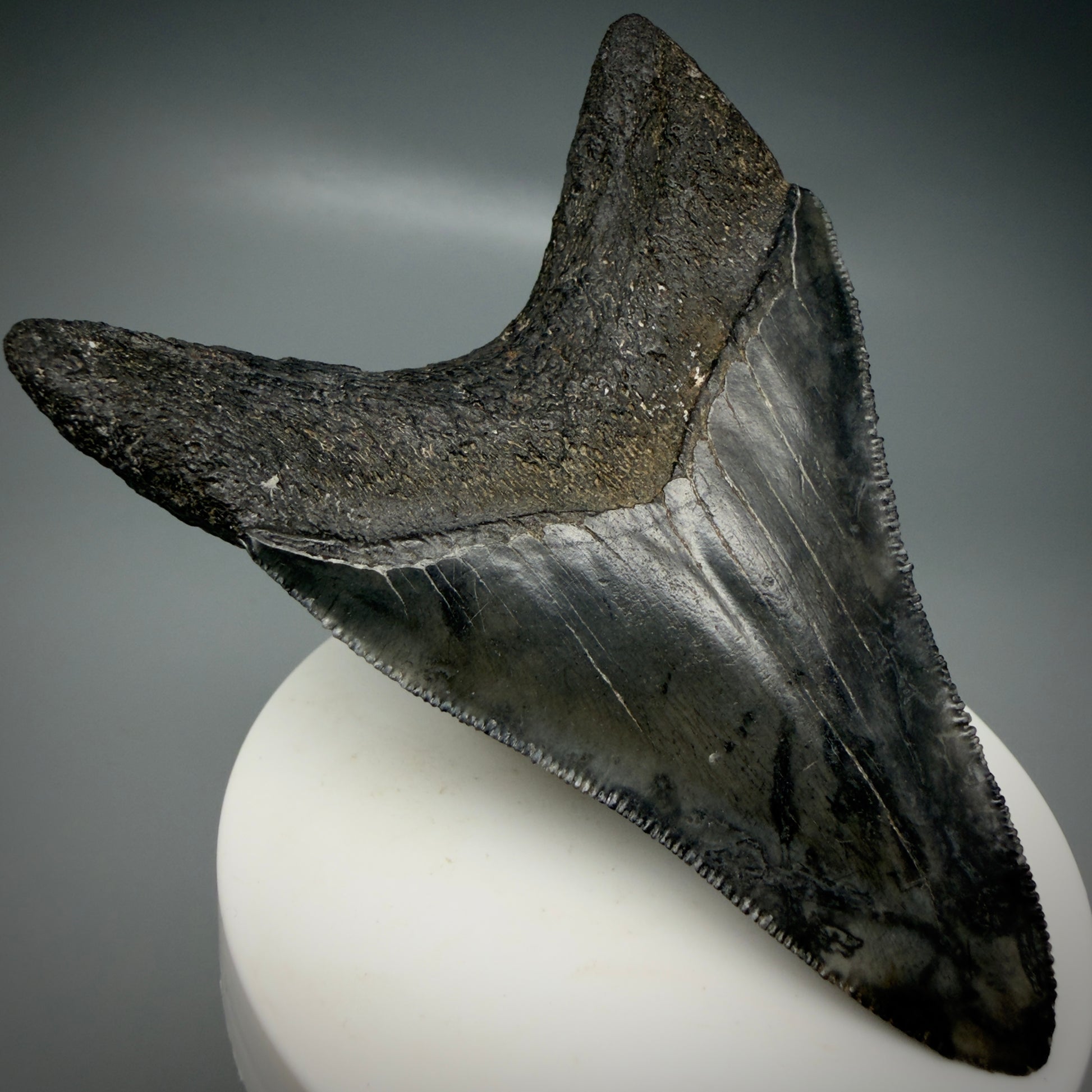 Back Left View Lower 3.43" Fossil Megalodon Shark Tooth - Georgia - sharply serrated - Collector's Quality CM6151