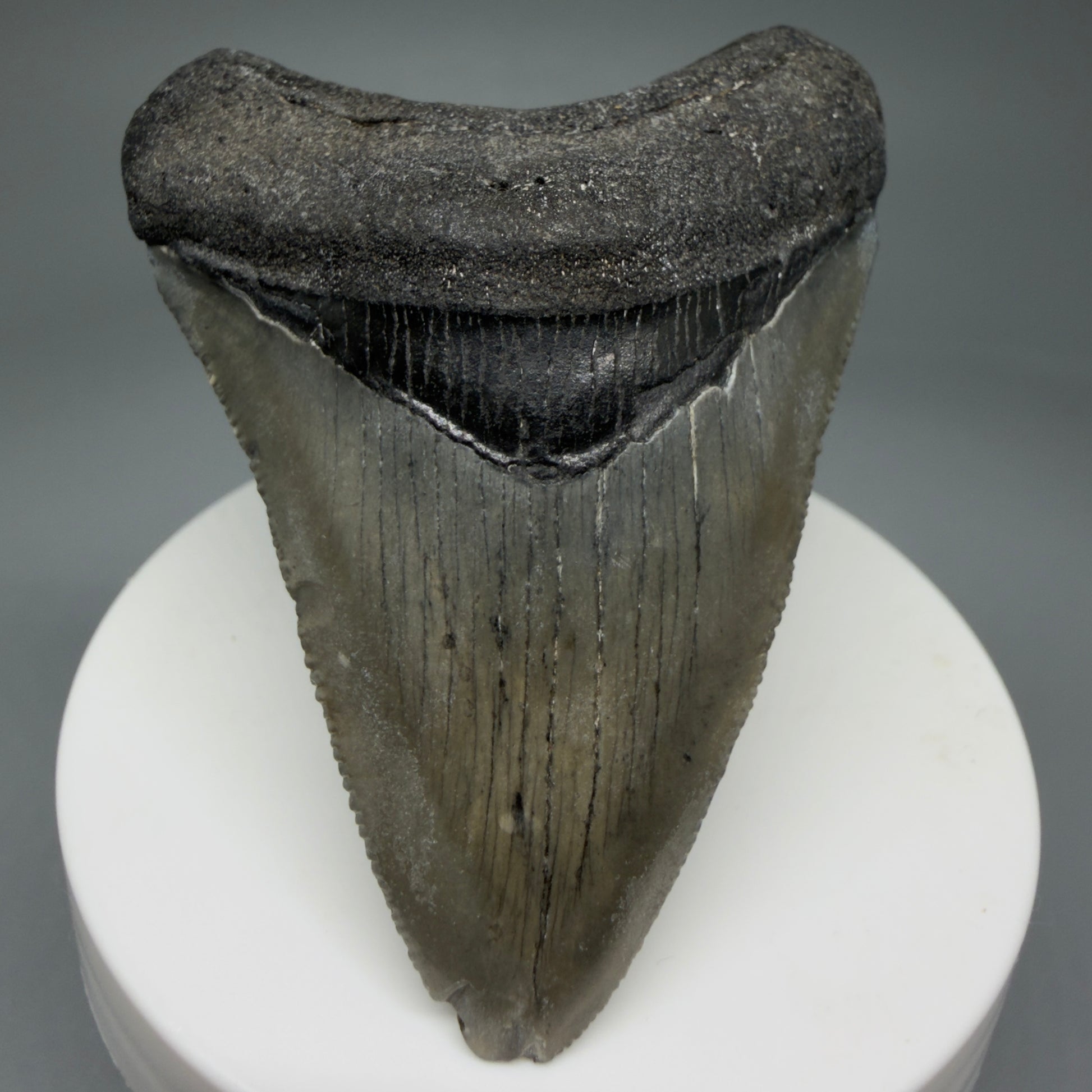 Front View 2.71" Colorful Fossil Megalodon Tooth – South Carolina River Find | Authentic Megalodon Tooth CM5807 - 2
