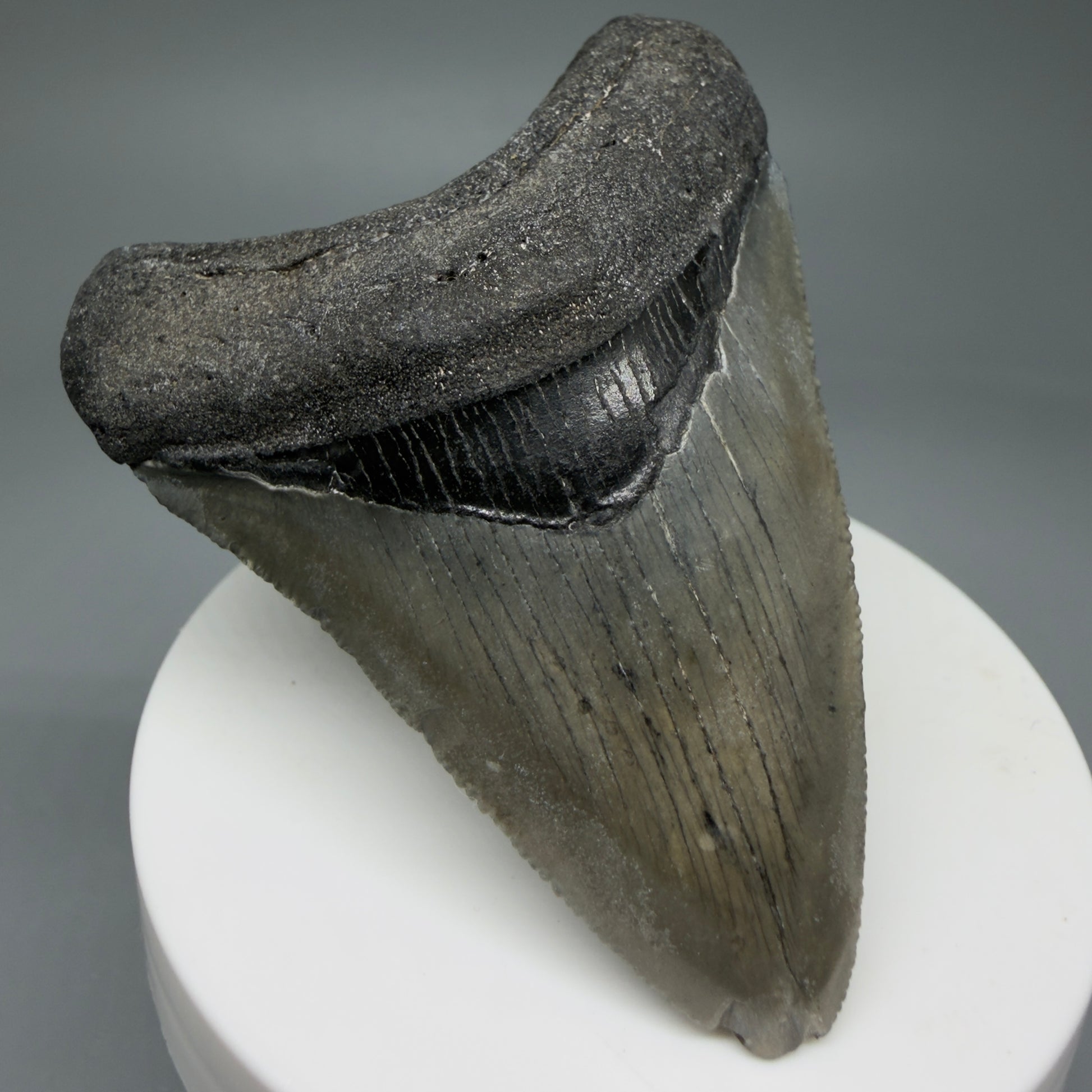 Front Left View 2.71" Colorful Fossil Megalodon Tooth – South Carolina River Find | Authentic Megalodon Tooth CM5807