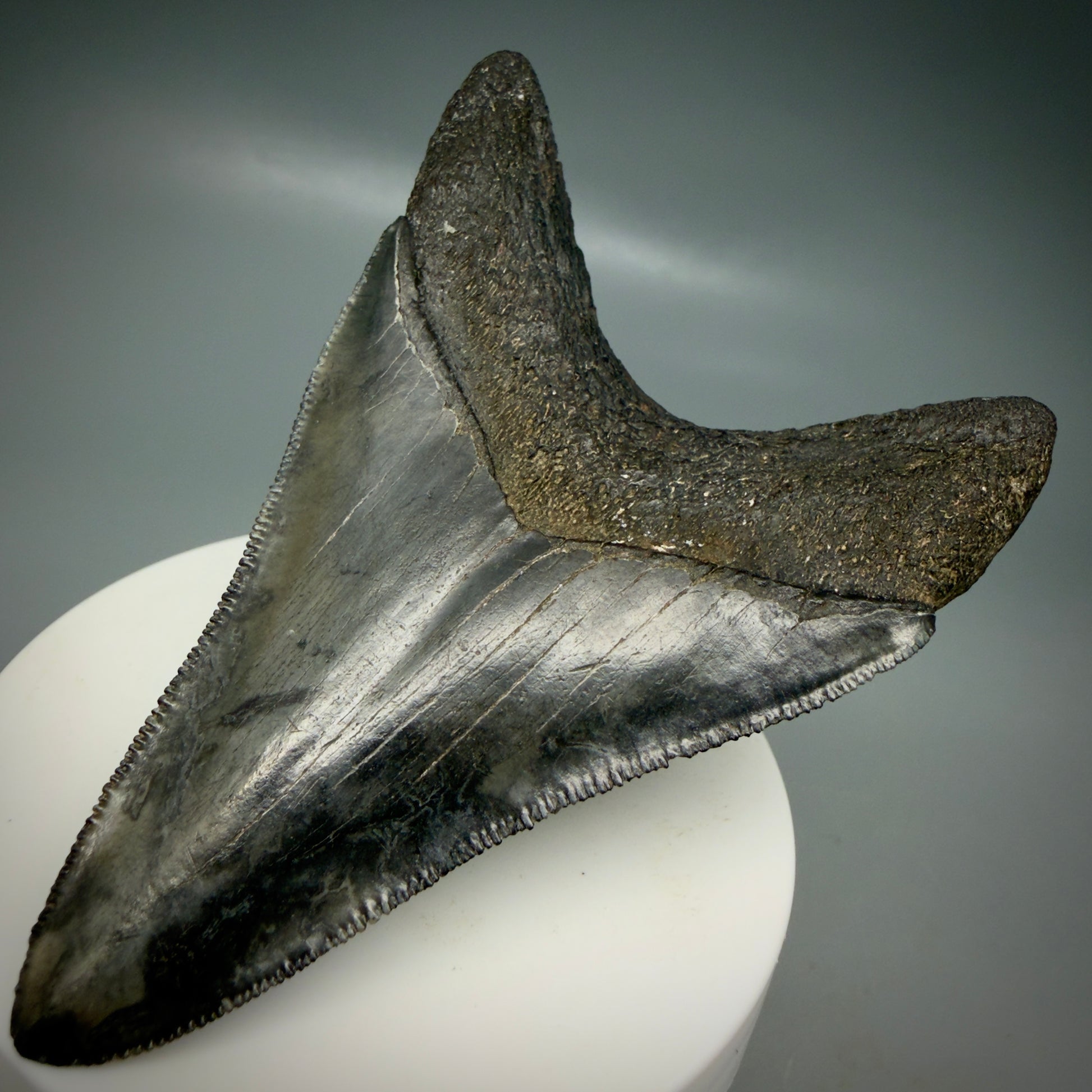 Back Right View Lower 3.43" Fossil Megalodon Shark Tooth - Georgia - sharply serrated - Collector's Quality CM6151