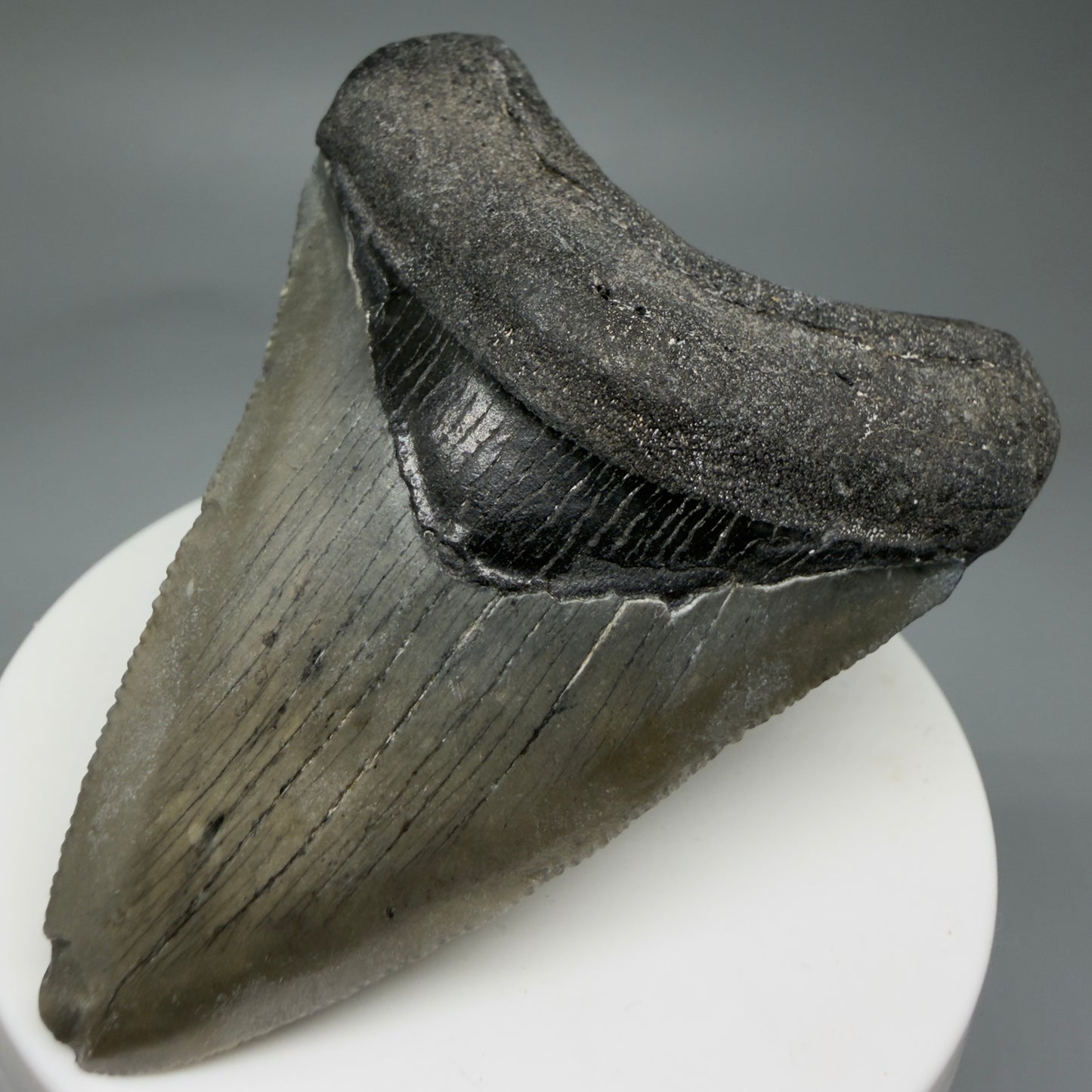 Front Right View 2.71" Colorful Fossil Megalodon Tooth – South Carolina River Find | Authentic Megalodon Tooth CM5807