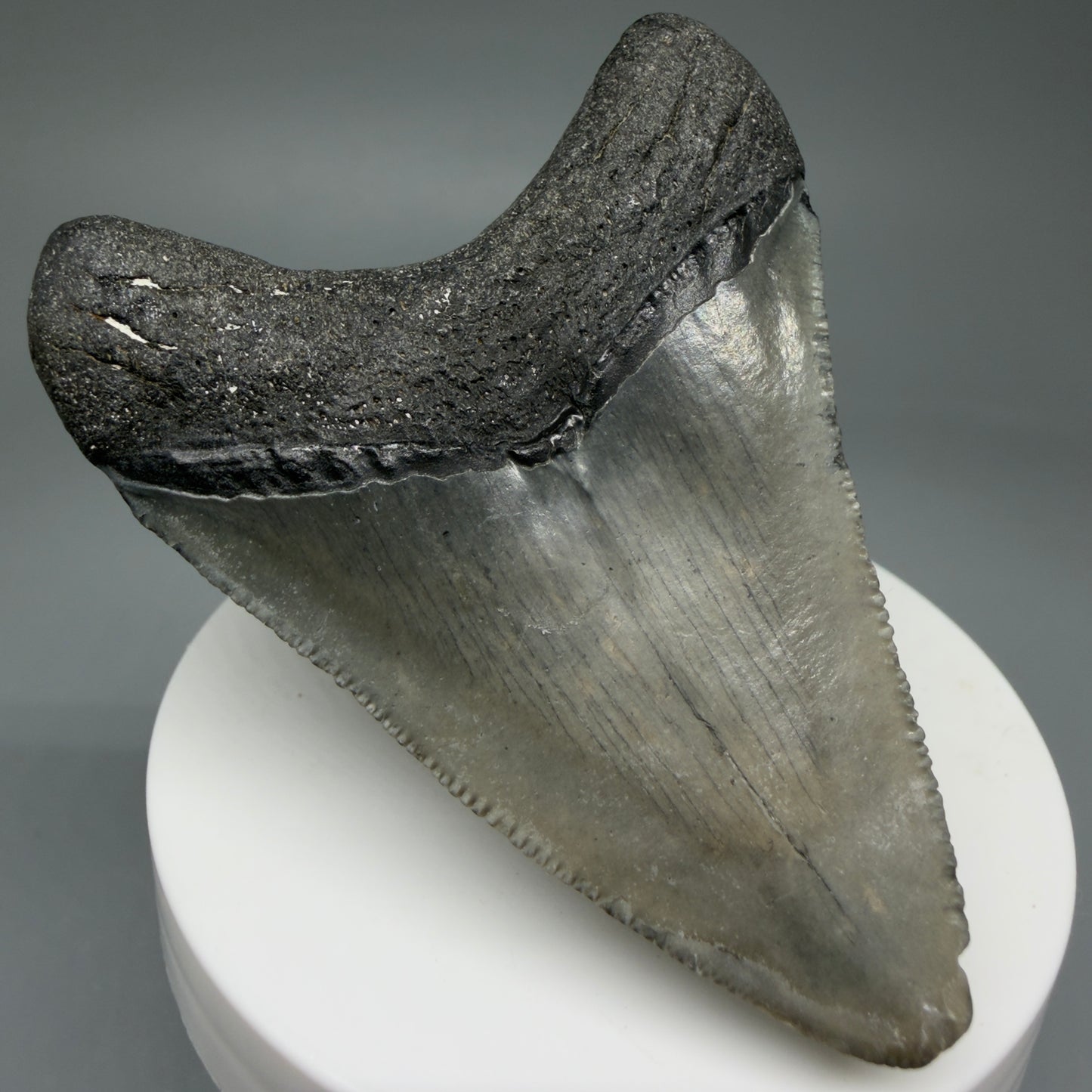 Back Left View 2.71" Colorful Fossil Megalodon Tooth – South Carolina River Find | Authentic Megalodon Tooth CM5807