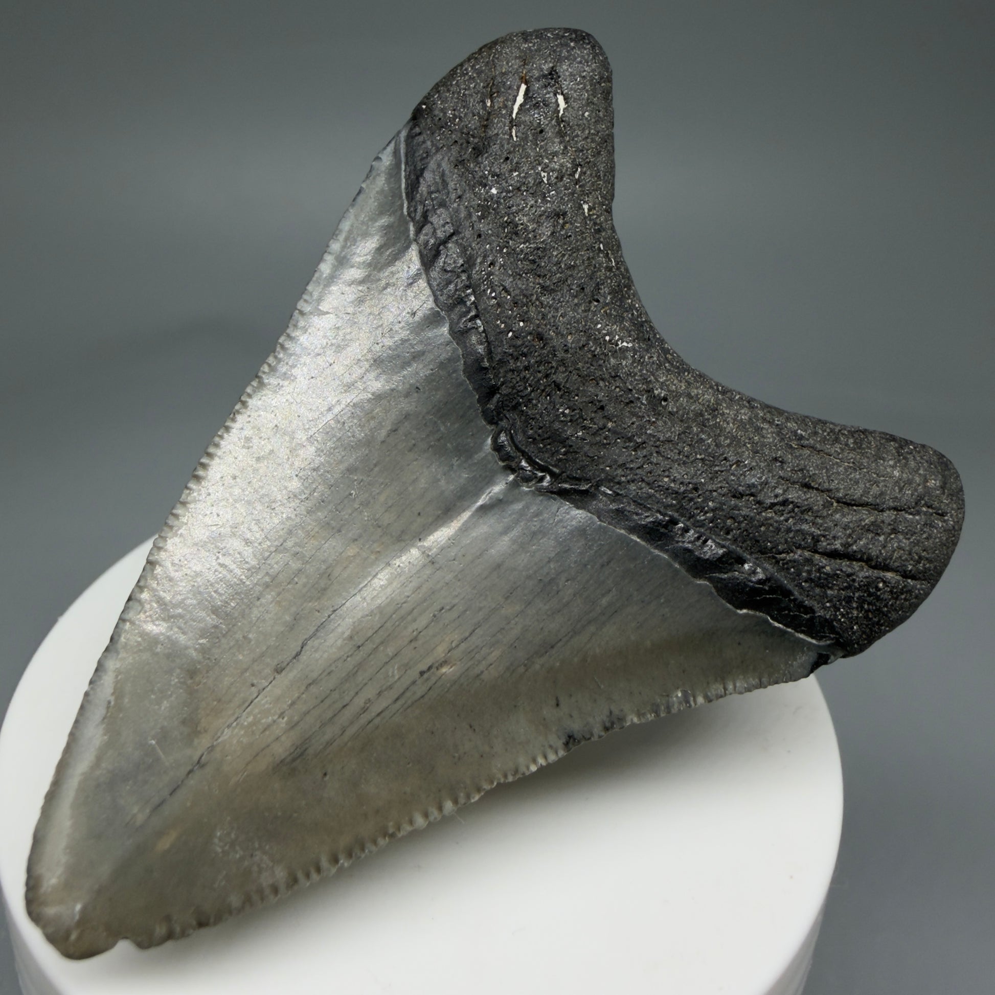 Back Right View 2.71" Colorful Fossil Megalodon Tooth – South Carolina River Find | Authentic Megalodon Tooth CM5807