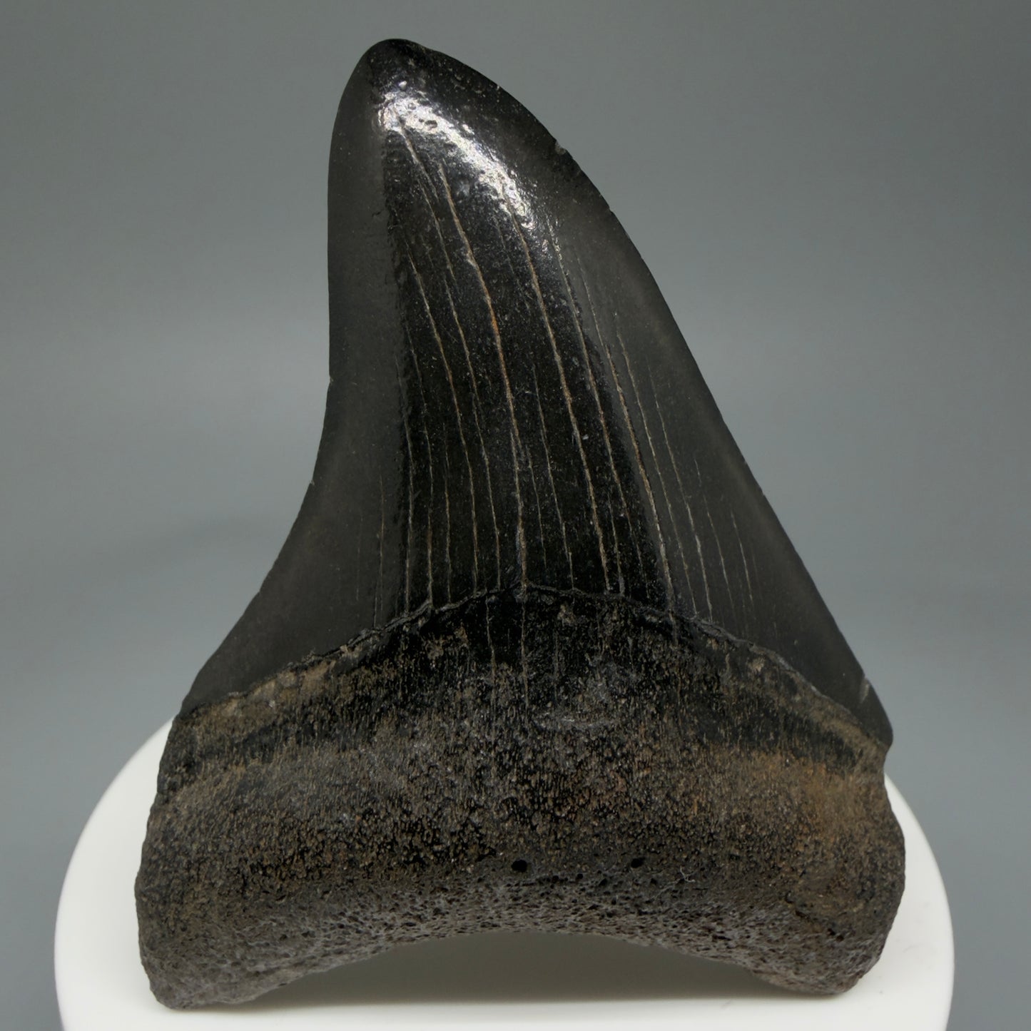 2.80" Jet Black Fossil Megalodon Tooth – South Carolina River Find | Authentic Megalodon Tooth