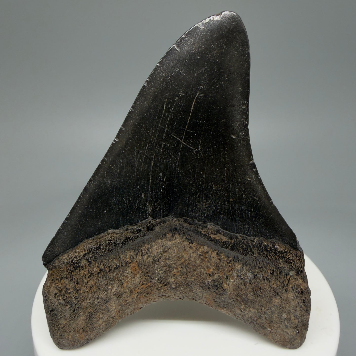 2.80" Jet Black Fossil Megalodon Tooth – South Carolina River Find | Authentic Megalodon Tooth