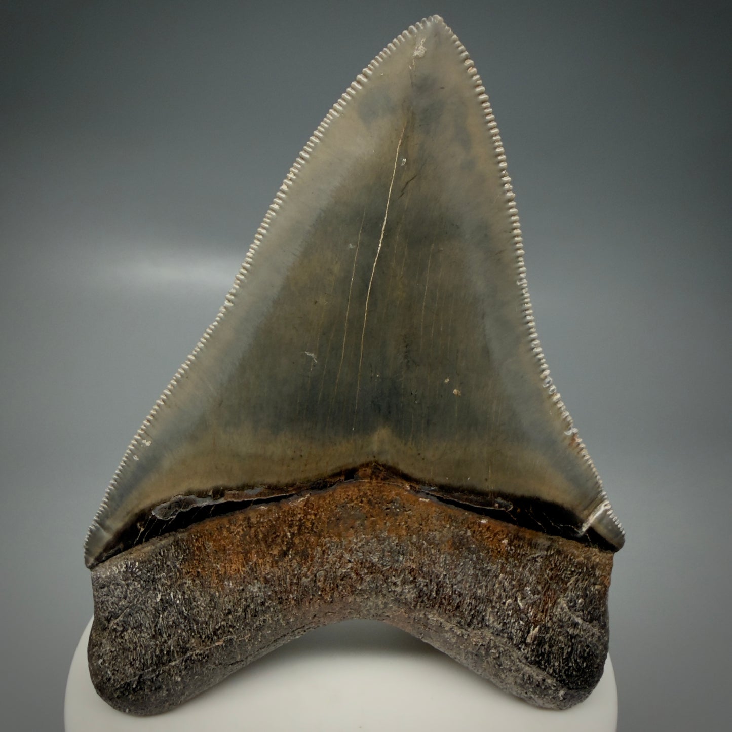 Back View 3.47" Fossil Megalodon Shark Tooth - Georgia - sharply serrated - Collector's Quality CM6152