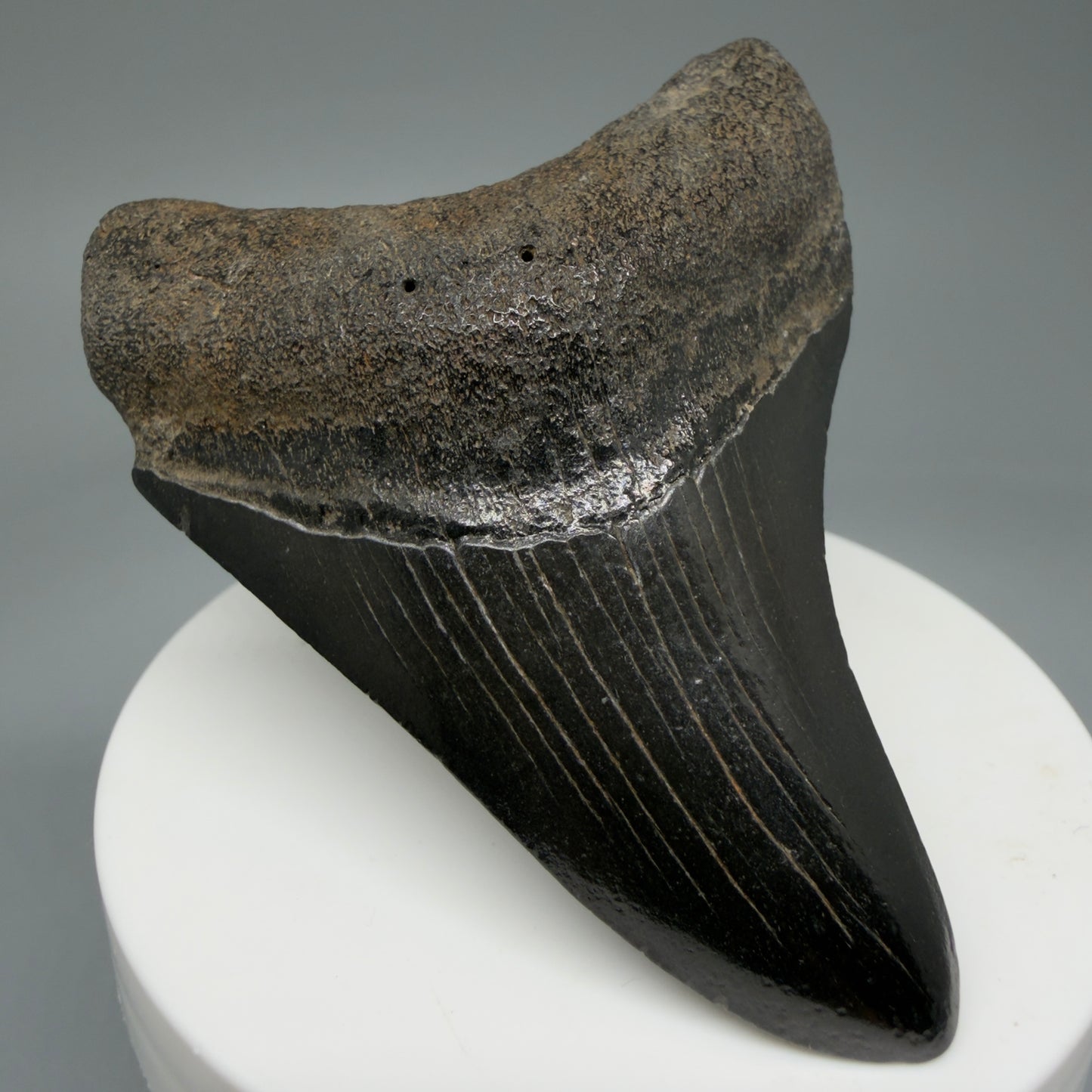 2.80" Jet Black Fossil Megalodon Tooth – South Carolina River Find | Authentic Megalodon Tooth