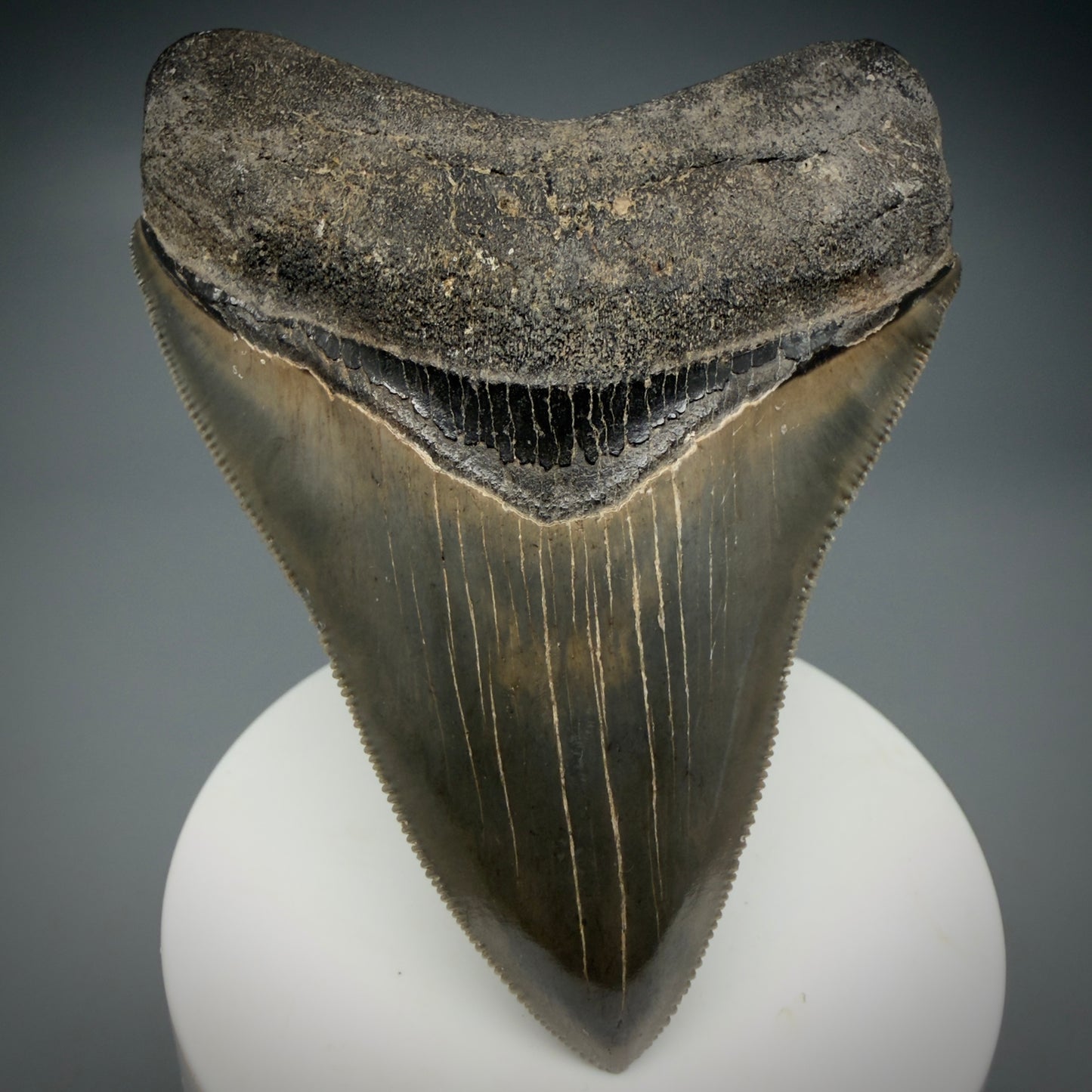 Front View 3.47" Fossil Megalodon Shark Tooth - Georgia - sharply serrated - Collector's Quality CM6152 - 1