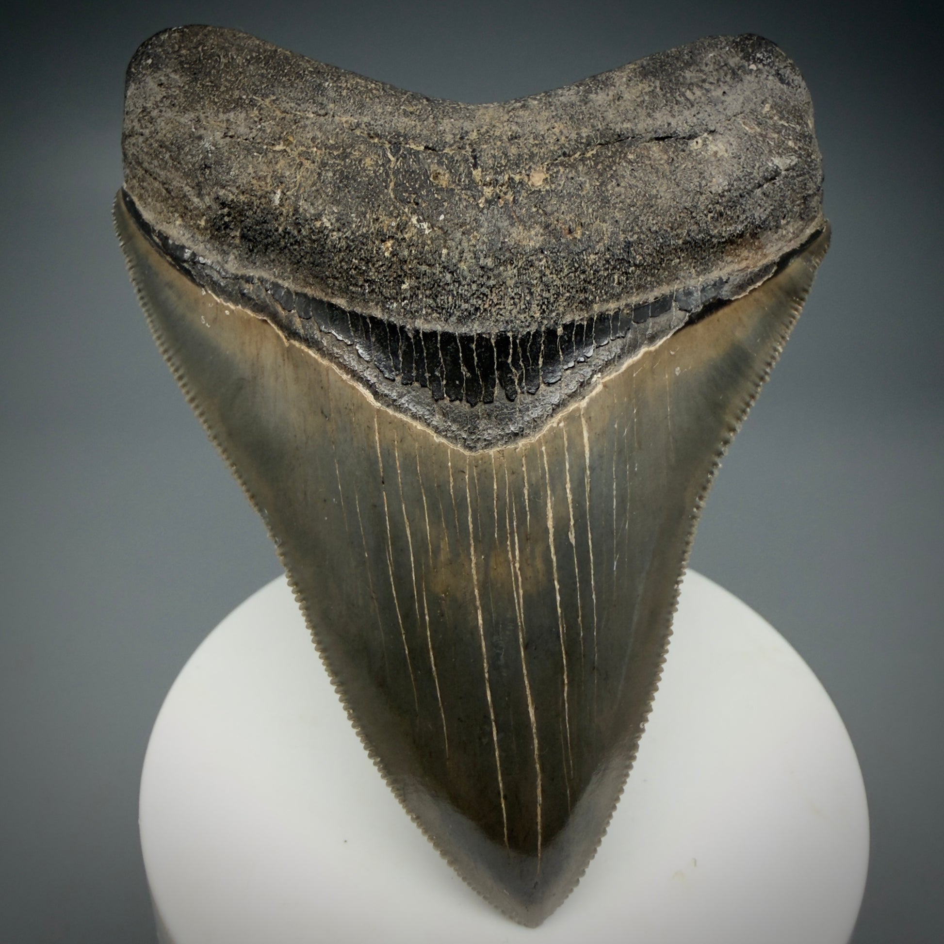 Front View 3.47" Fossil Megalodon Shark Tooth - Georgia - sharply serrated - Collector's Quality CM6152 - 1