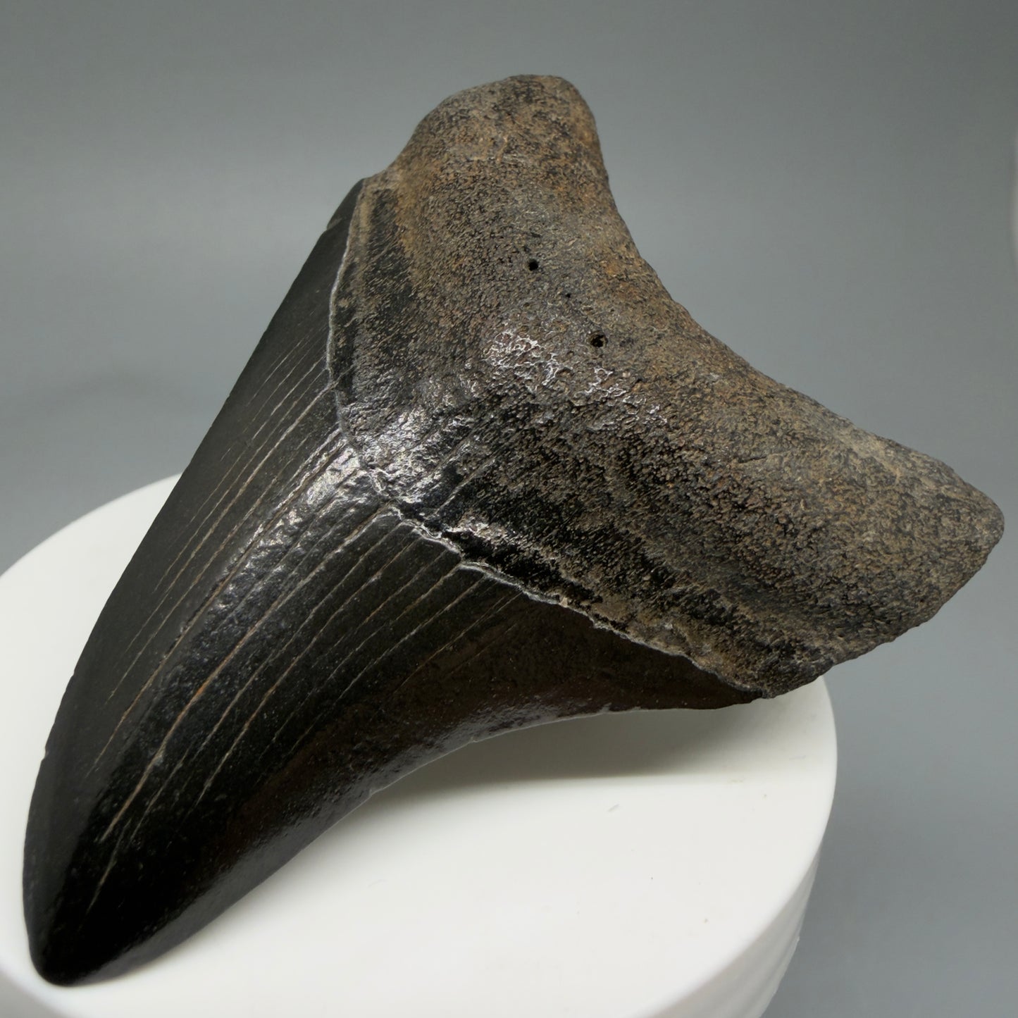 2.80" Jet Black Fossil Megalodon Tooth – South Carolina River Find | Authentic Megalodon Tooth