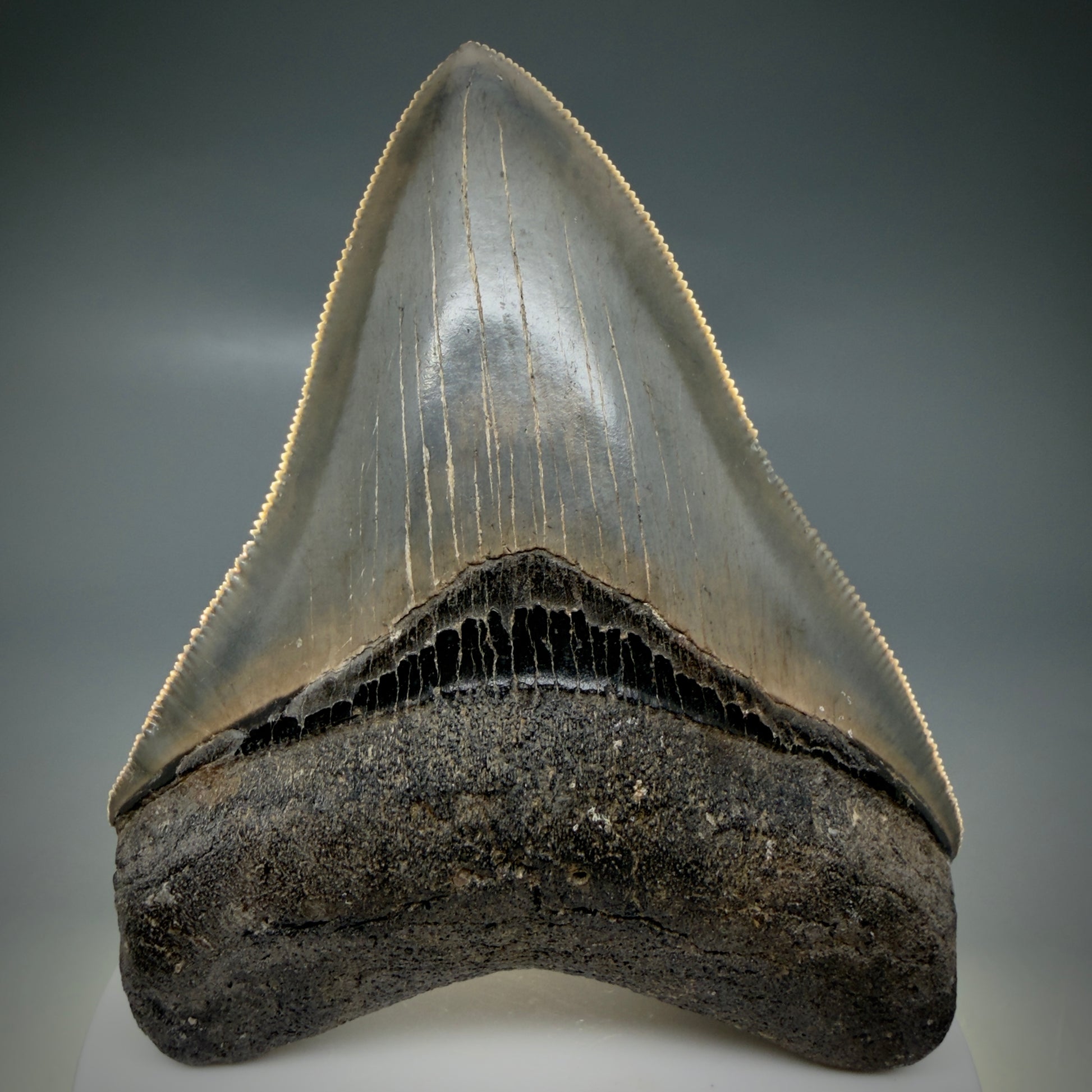 Front View 3.47" Fossil Megalodon Shark Tooth - Georgia - sharply serrated - Collector's Quality CM6152 - 4