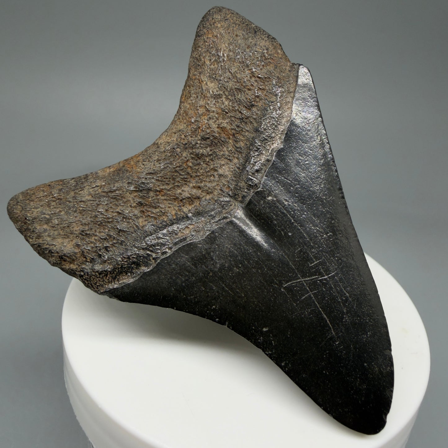 2.80" Jet Black Fossil Megalodon Tooth – South Carolina River Find | Authentic Megalodon Tooth
