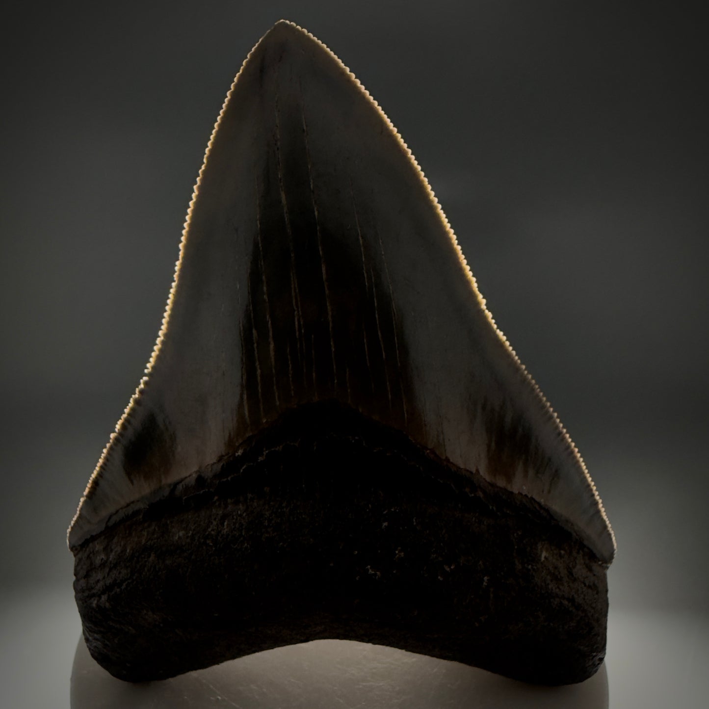 Front View 3.47" Fossil Megalodon Shark Tooth - Georgia - sharply serrated - Collector's Quality CM6152 - 2