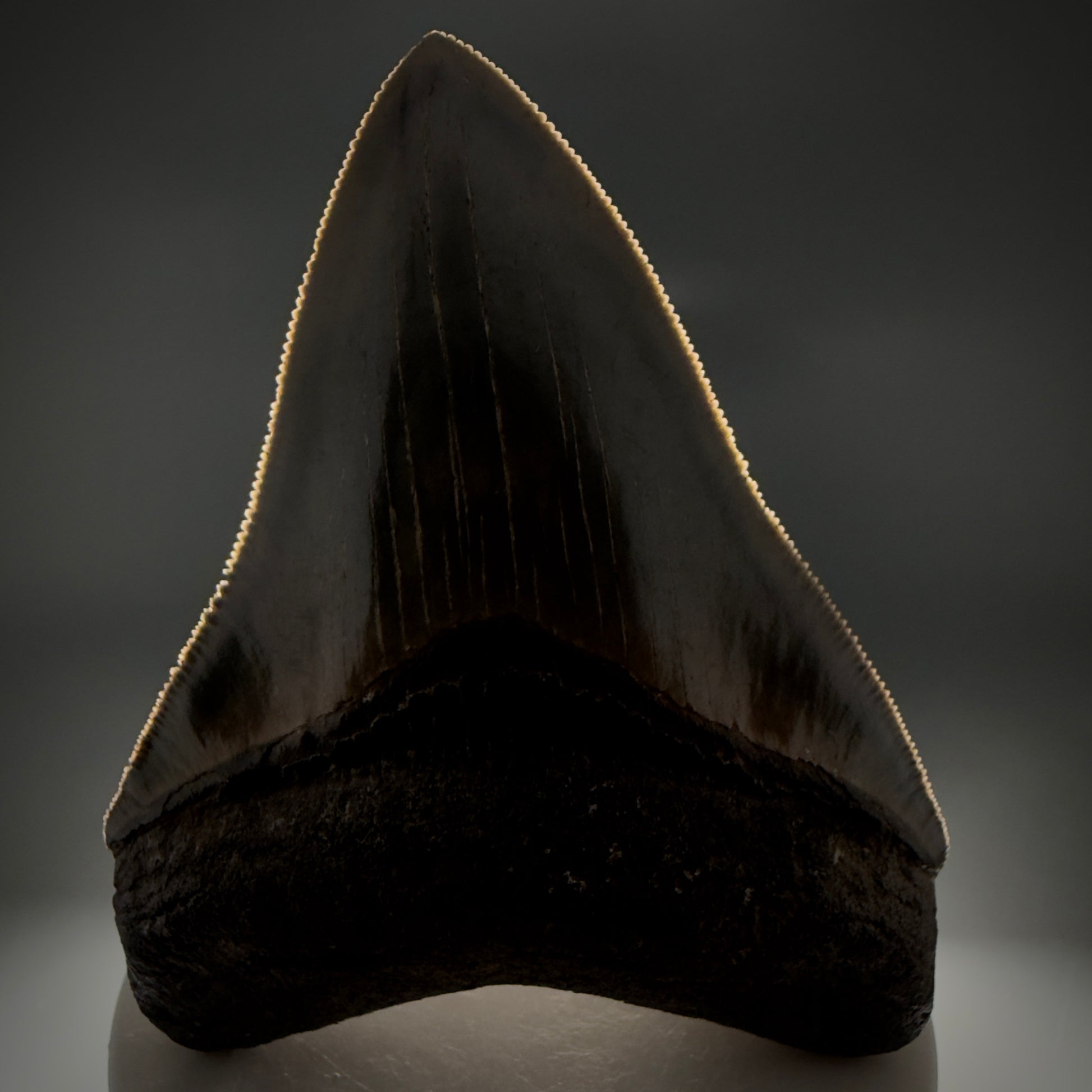Front View 3.47" Fossil Megalodon Shark Tooth - Georgia - sharply serrated - Collector's Quality CM6152 - 2