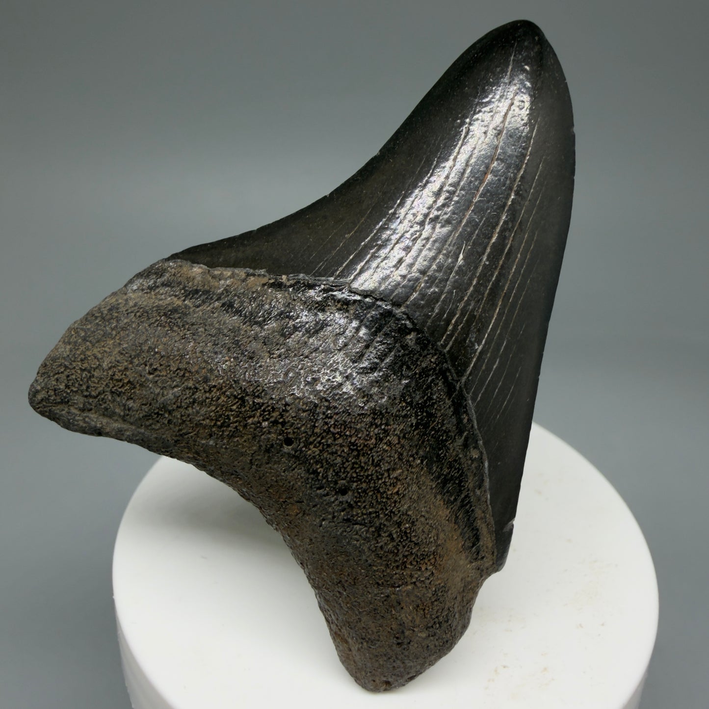 2.80" Jet Black Fossil Megalodon Tooth – South Carolina River Find | Authentic Megalodon Tooth
