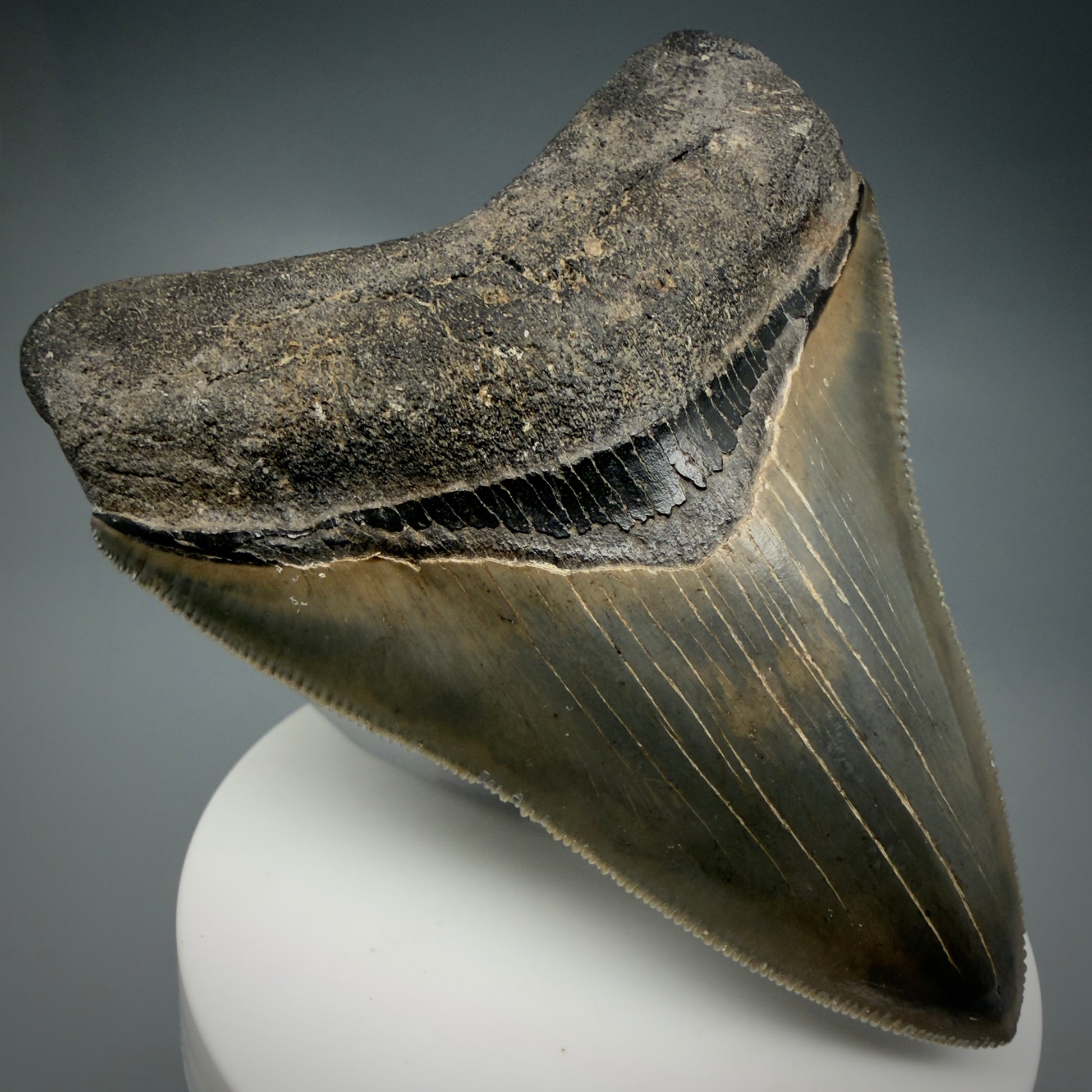 Front Left View 3.47" Fossil Megalodon Shark Tooth - Georgia - sharply serrated - Collector's Quality CM6152