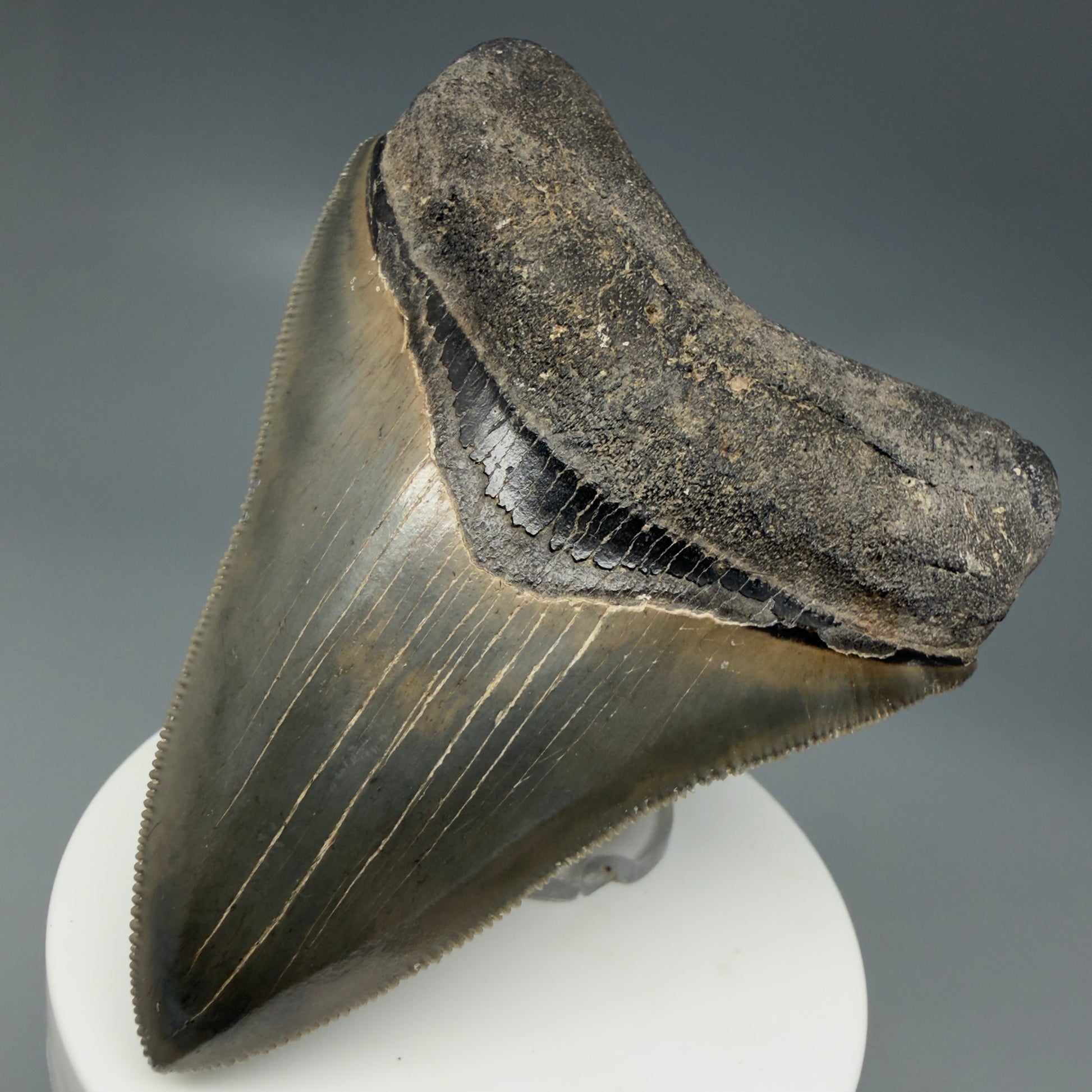 Front Right View 3.47" Fossil Megalodon Shark Tooth - Georgia - sharply serrated - Collector's Quality CM6152