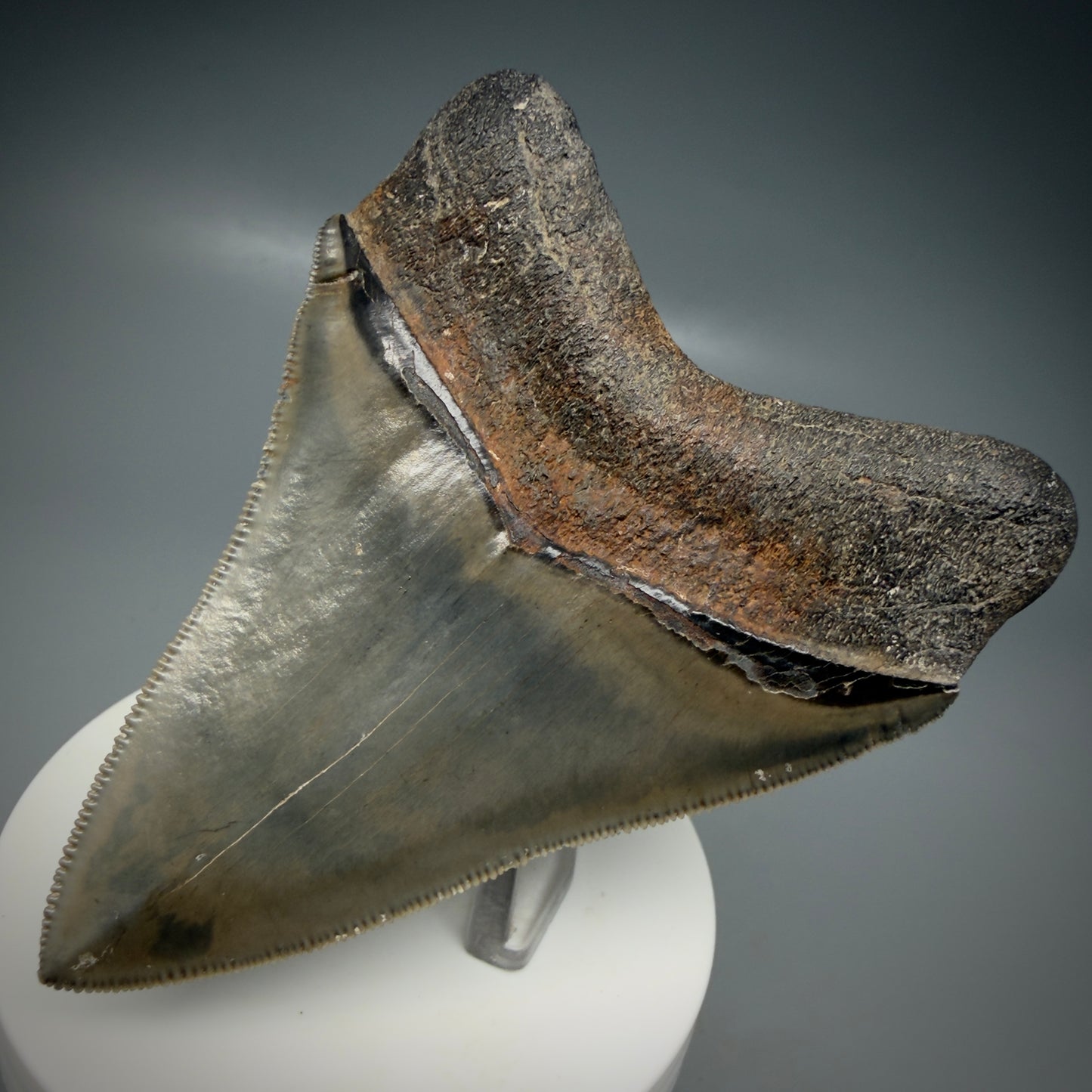 Back Right View 3.47" Fossil Megalodon Shark Tooth - Georgia - sharply serrated - Collector's Quality CM6152
