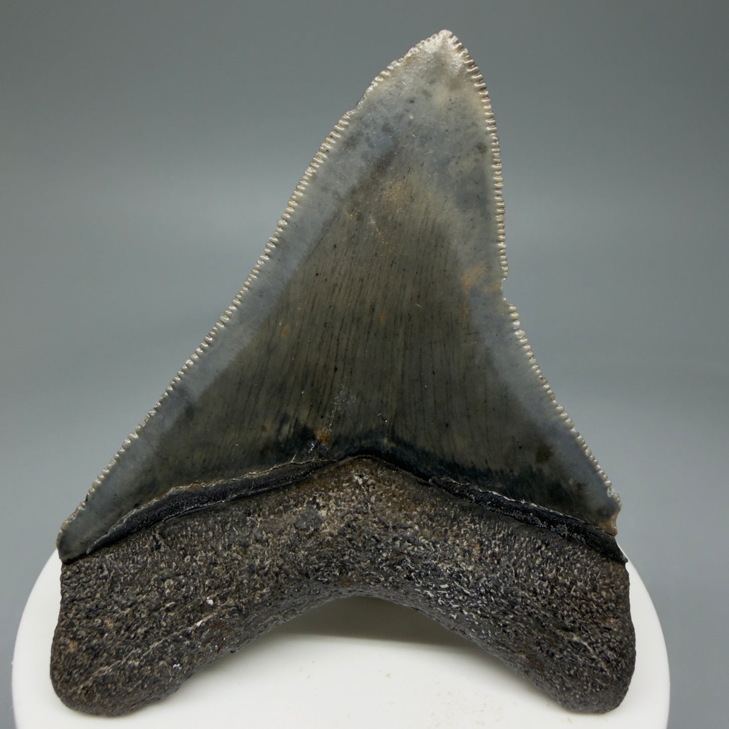 Back View 2.84" Colorful Fossil Megalodon Tooth – South Carolina River Find | Authentic Megalodon Tooth CM5810 