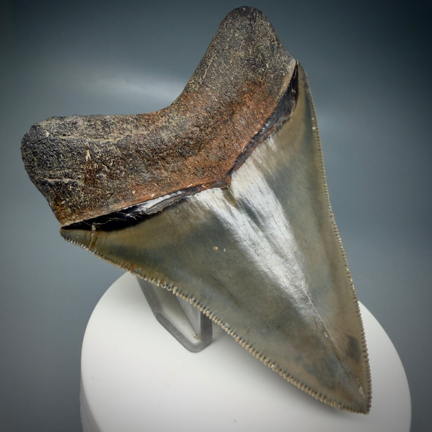 Back Left View 3.47" Fossil Megalodon Shark Tooth - Georgia - sharply serrated - Collector's Quality CM6152