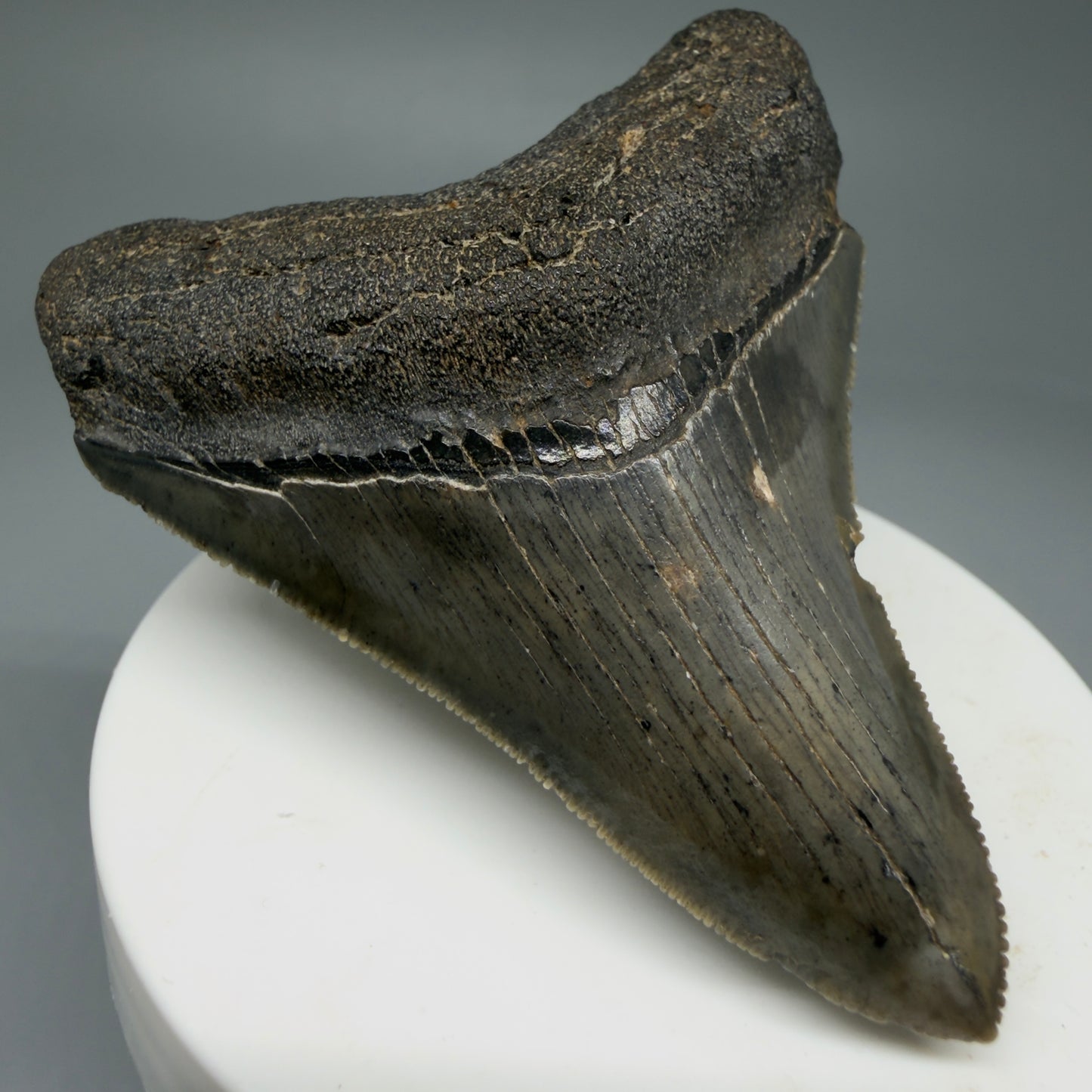 Front Left View 2.84" Colorful Fossil Megalodon Tooth – South Carolina River Find | Authentic Megalodon Tooth CM5810 