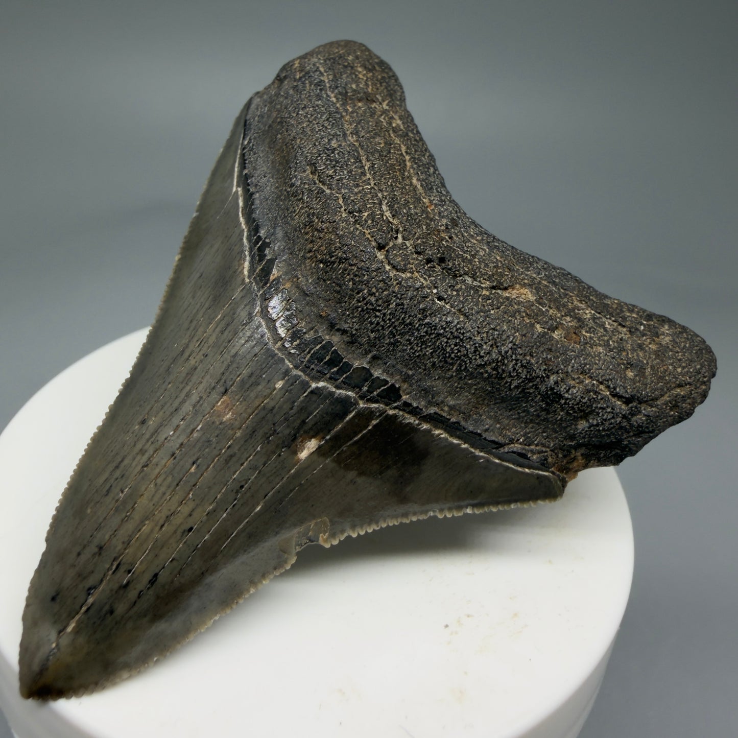 Front Right View 2.84" Colorful Fossil Megalodon Tooth – South Carolina River Find | Authentic Megalodon Tooth CM5810 