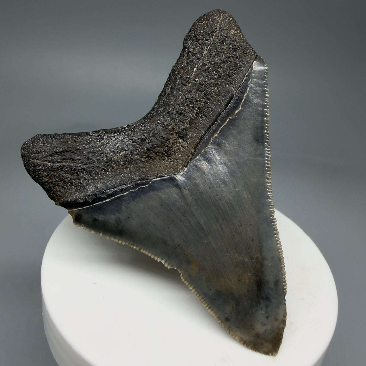 Back Left View 2.84" Colorful Fossil Megalodon Tooth – South Carolina River Find | Authentic Megalodon Tooth CM5810 