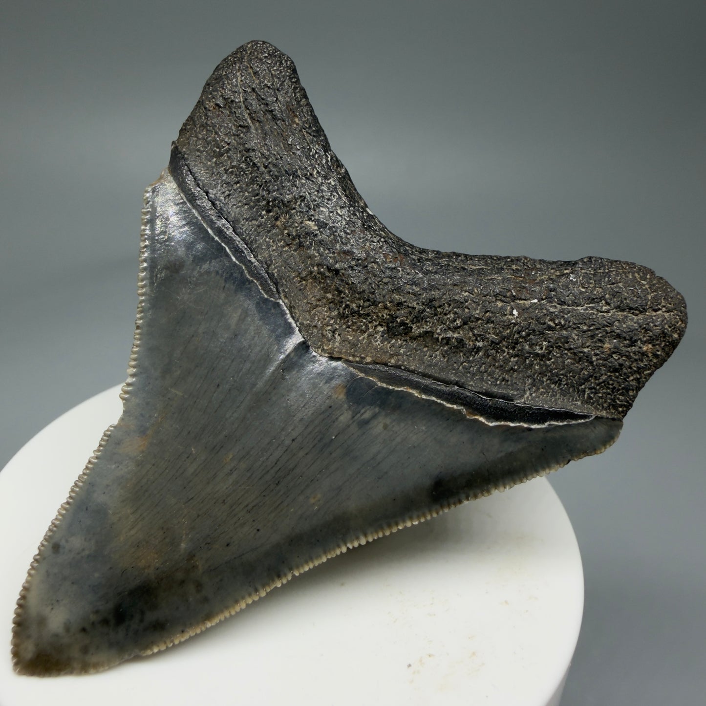 Back Right View 2.84" Colorful Fossil Megalodon Tooth – South Carolina River Find | Authentic Megalodon Tooth CM5810 