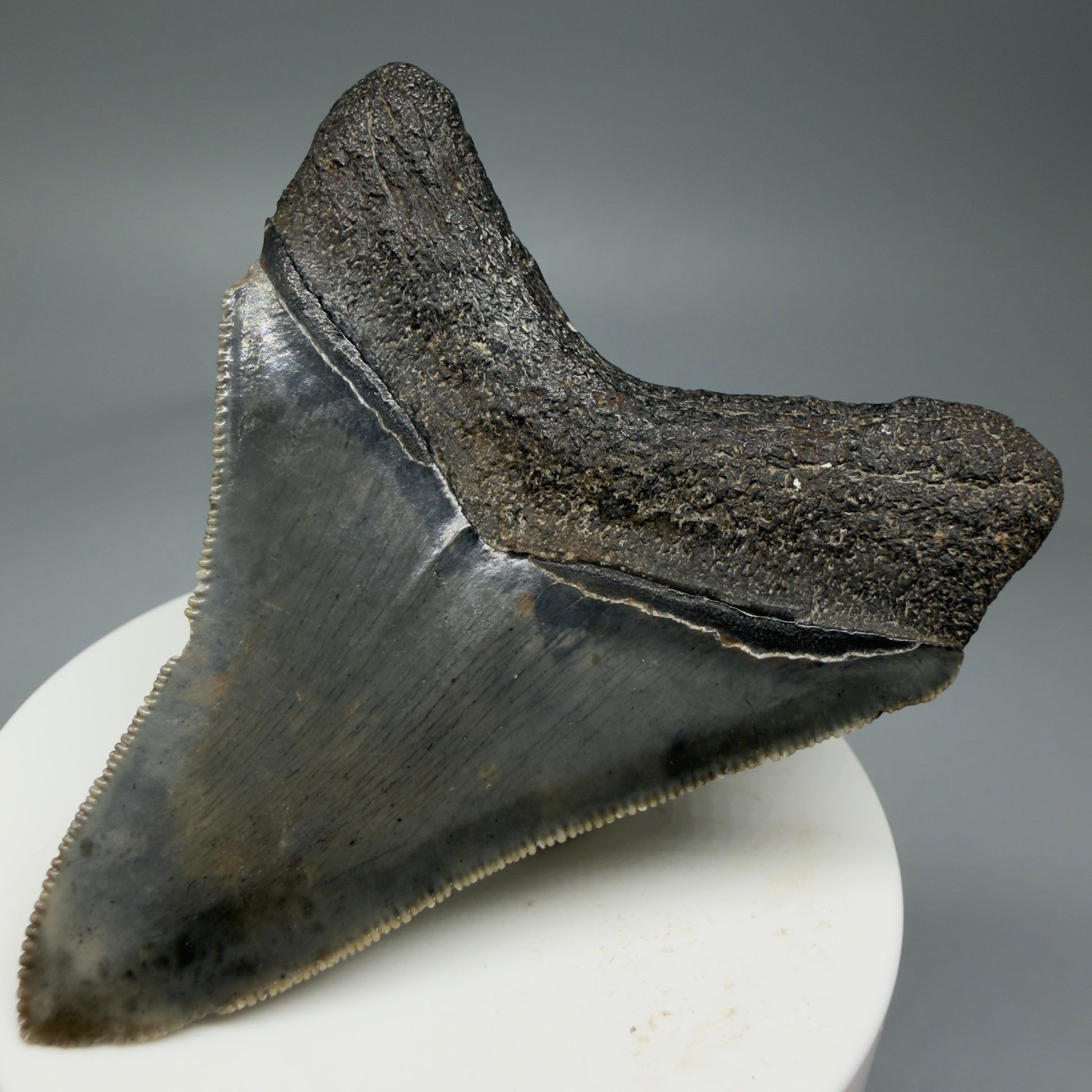 Back Right View 2.84" Colorful Fossil Megalodon Tooth – South Carolina River Find | Authentic Megalodon Tooth CM5810 