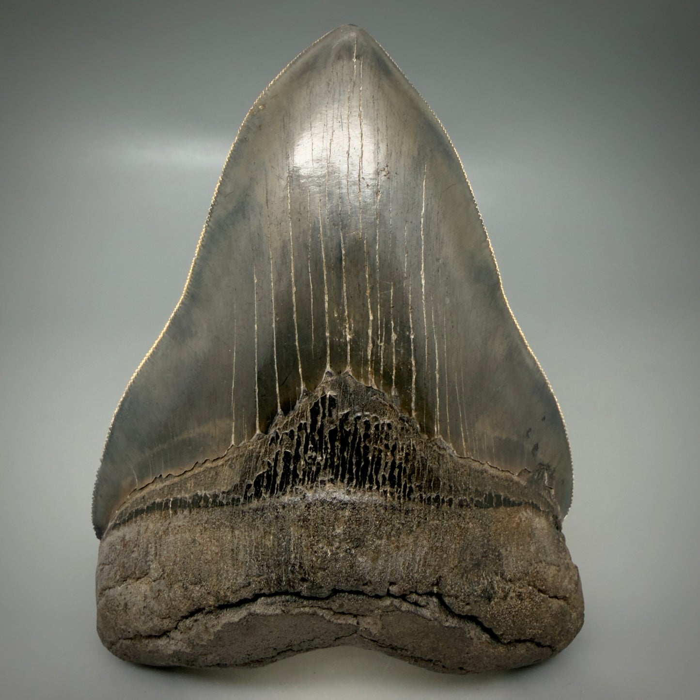 Front View Gem, large 5.46" Fossil Megalodon Shark Tooth - Georgia - Collector's Quality CM6157 - 4