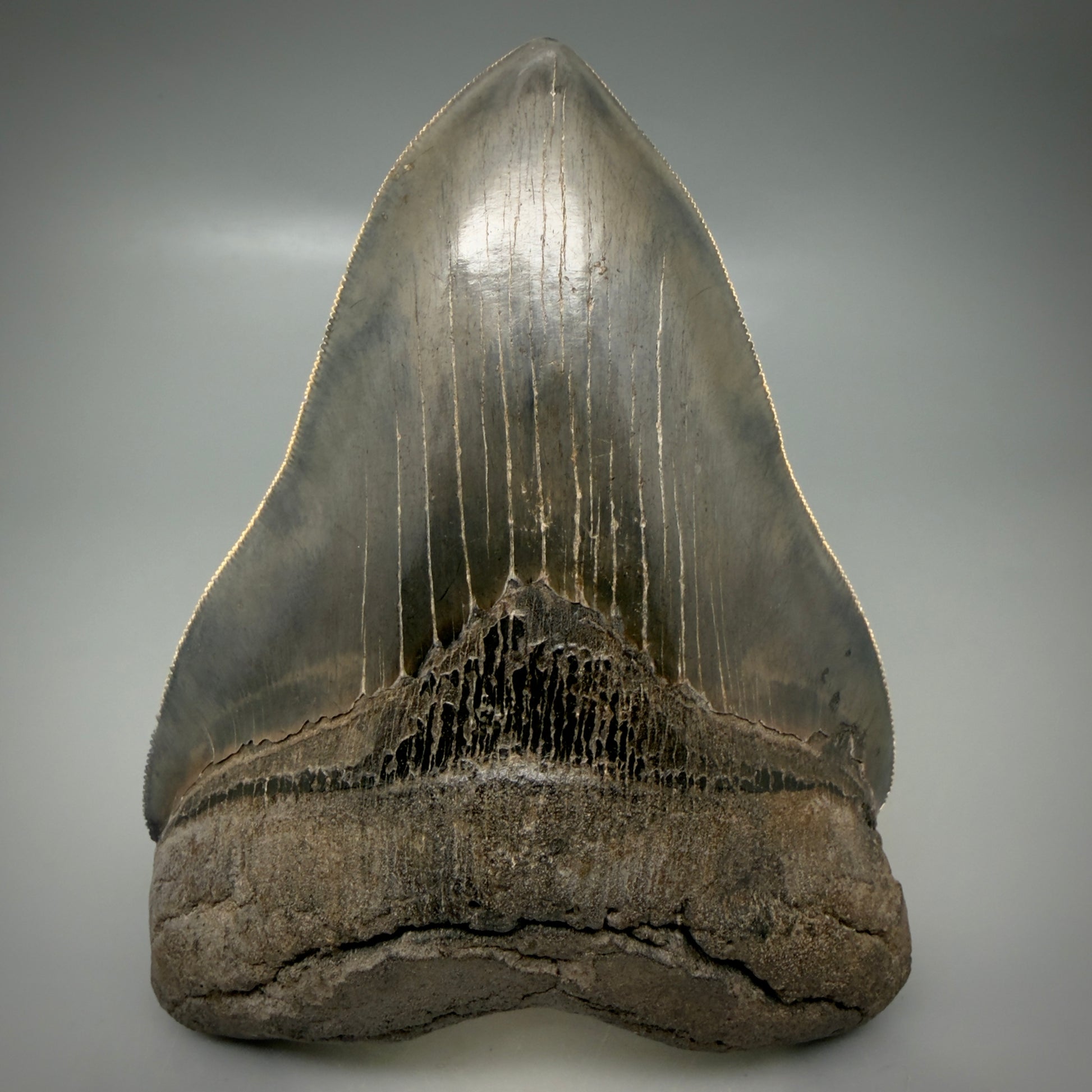Front View Gem, large 5.46" Fossil Megalodon Shark Tooth - Georgia - Collector's Quality CM6157 - 4