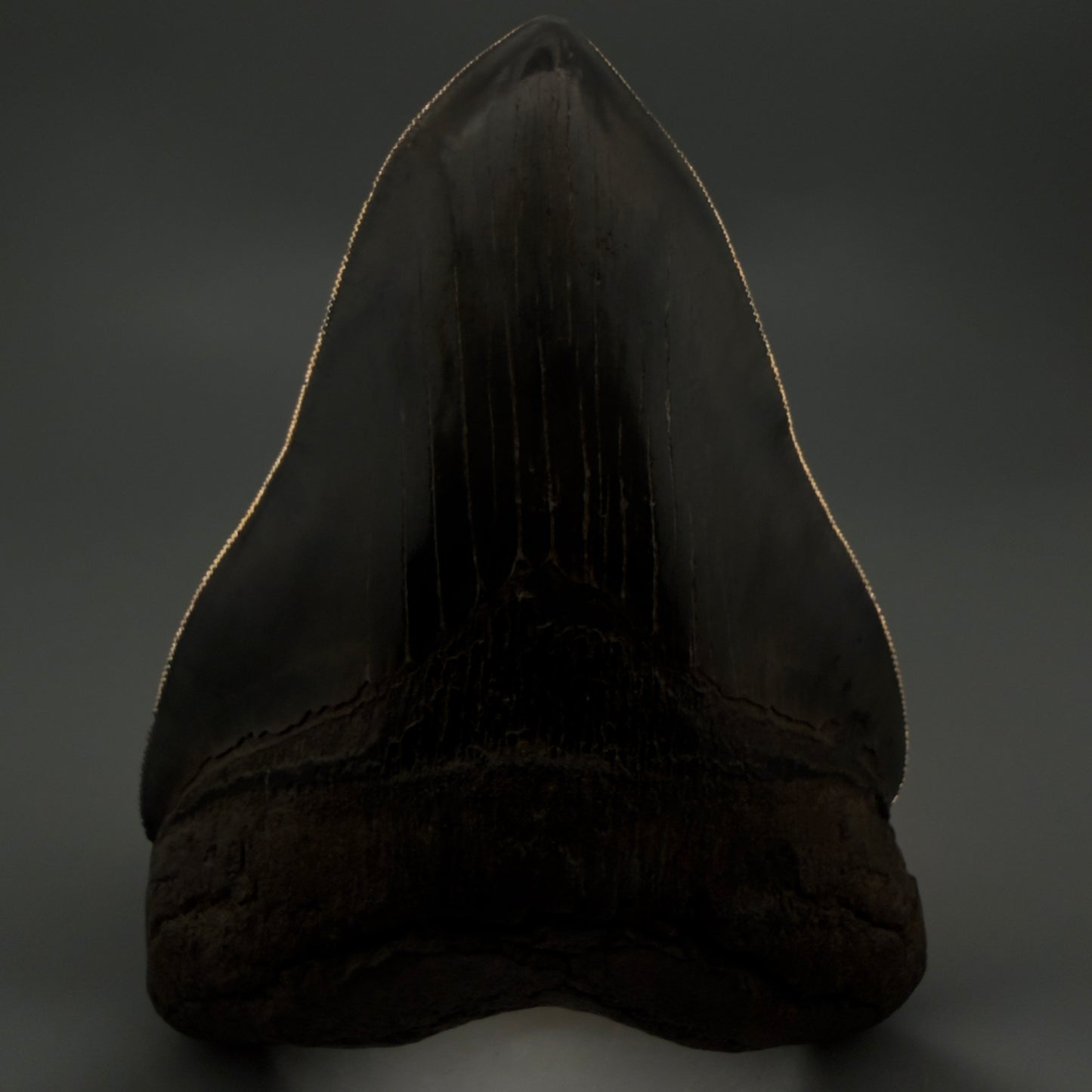 Front View Gem, large 5.46" Fossil Megalodon Shark Tooth - Georgia - Collector's Quality CM6157 - 1