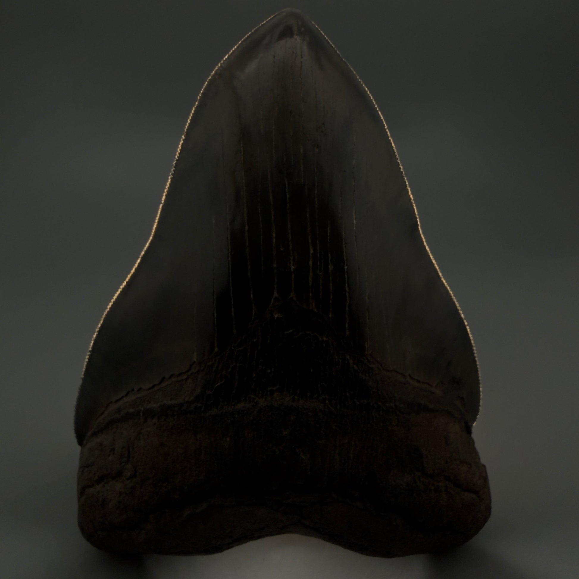 Front View Gem, large 5.46" Fossil Megalodon Shark Tooth - Georgia - Collector's Quality CM6157 - 1