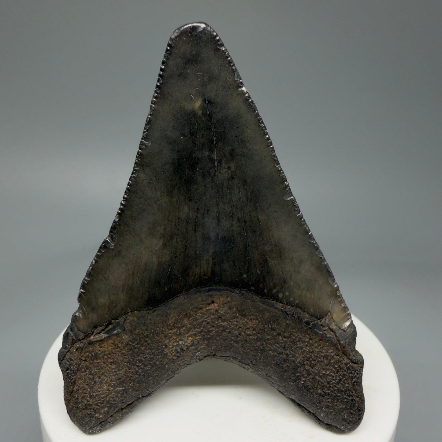 Back View 2.71" Colorful Fossil Megalodon Tooth – South Carolina River Find | Authentic Megalodon Tooth CM5808