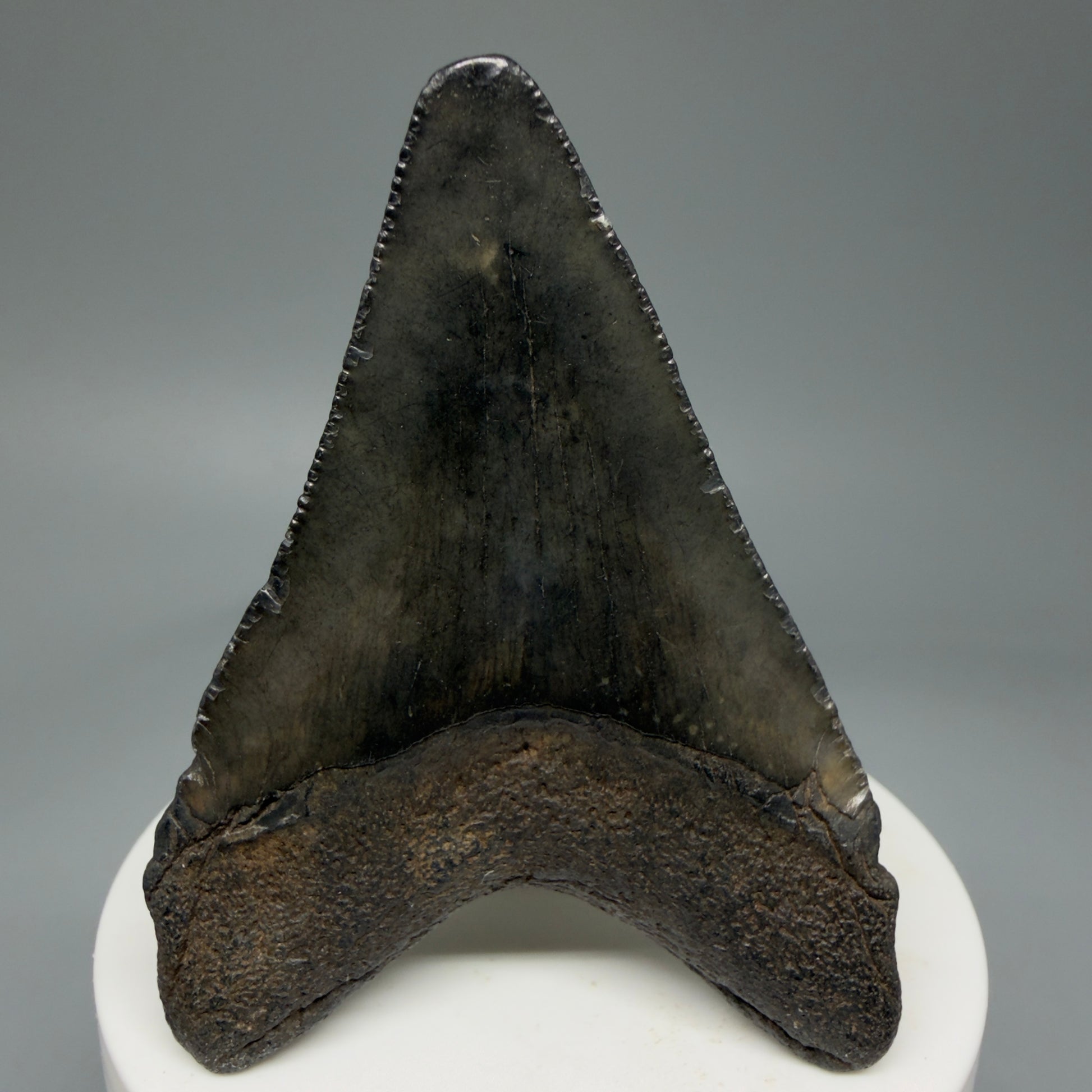 Back View 2.71" Colorful Fossil Megalodon Tooth – South Carolina River Find | Authentic Megalodon Tooth CM5808