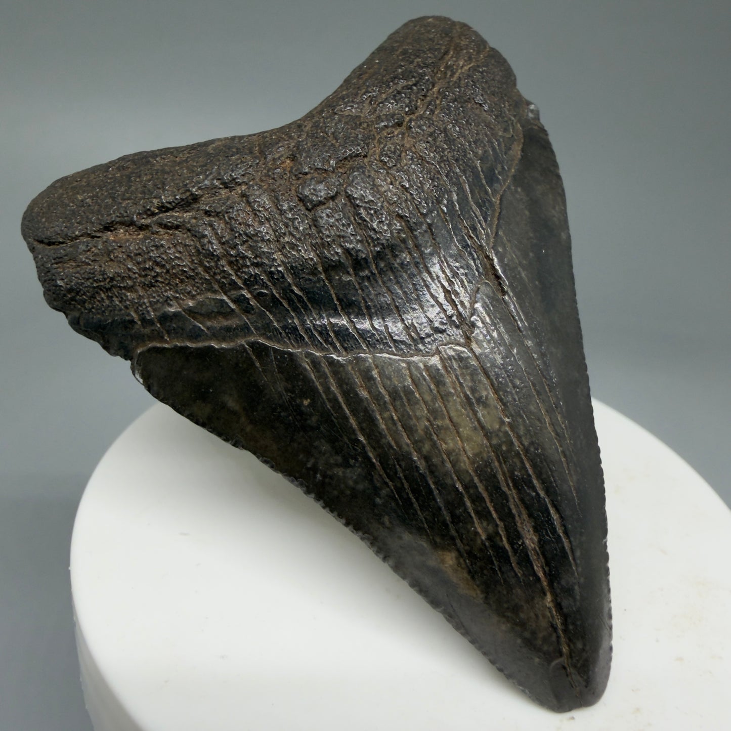 Front Left View 2.71" Colorful Fossil Megalodon Tooth – South Carolina River Find | Authentic Megalodon Tooth CM5808