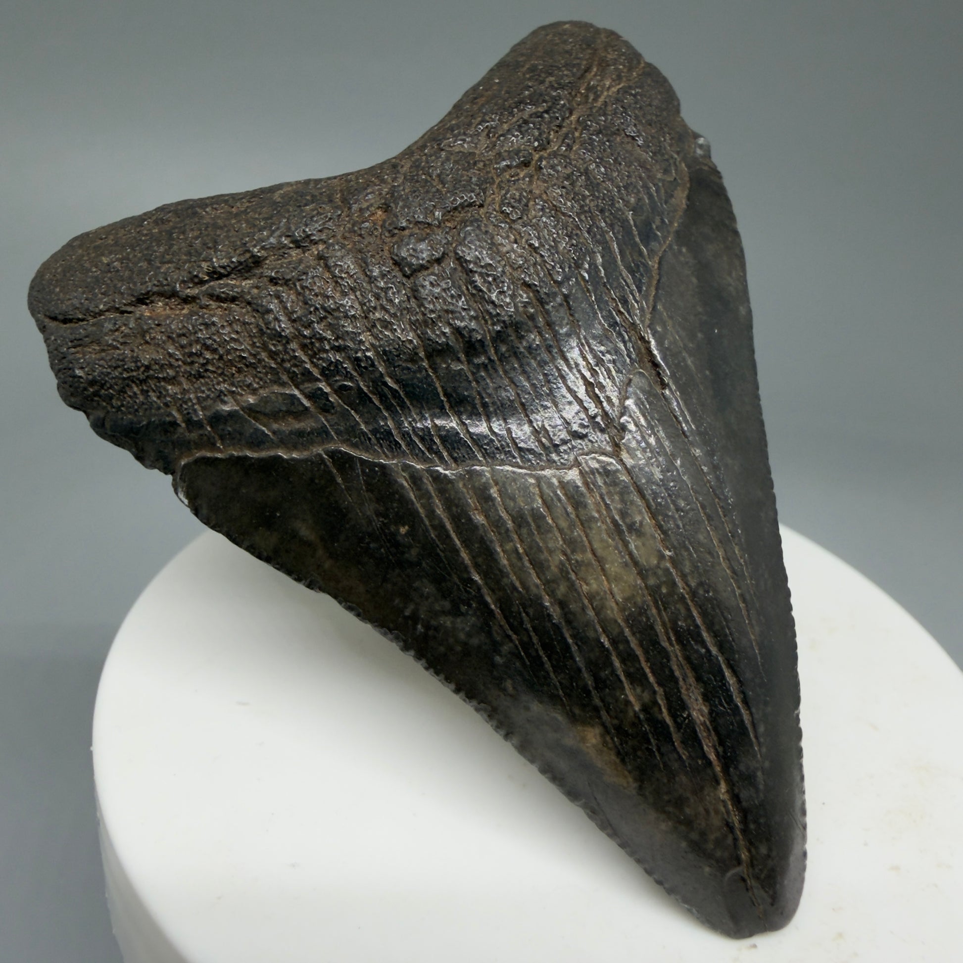 Front Left View 2.71" Colorful Fossil Megalodon Tooth – South Carolina River Find | Authentic Megalodon Tooth CM5808