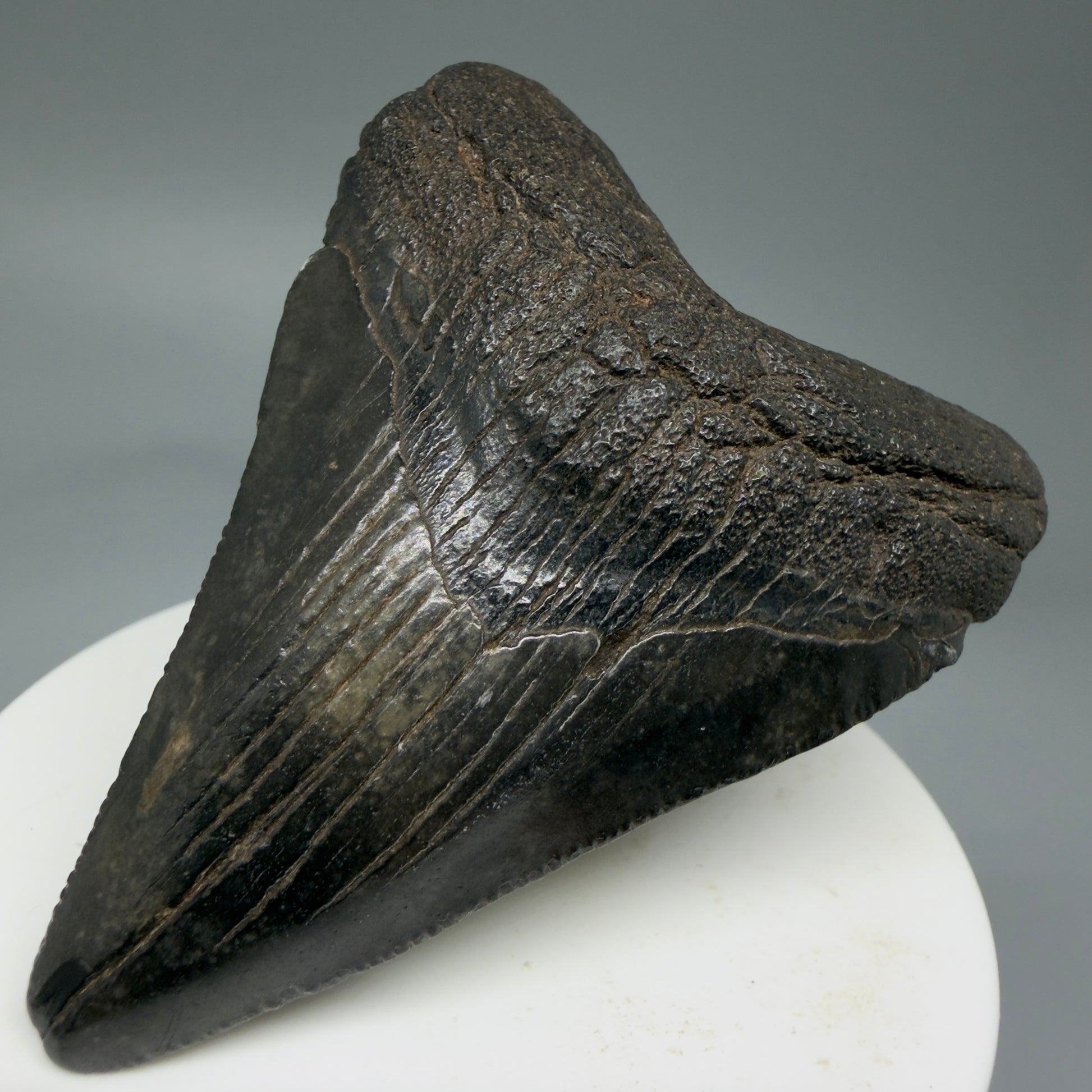 Front Right View 2.71" Colorful Fossil Megalodon Tooth – South Carolina River Find | Authentic Megalodon Tooth CM5808