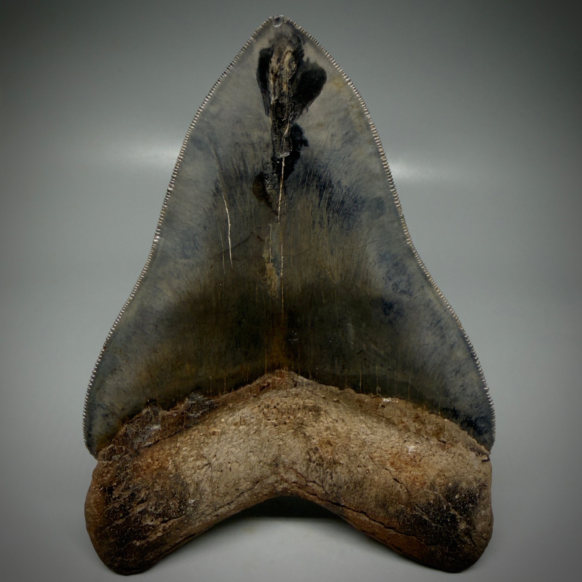 Back View Gem, large 5.46" Fossil Megalodon Shark Tooth - Georgia - Collector's Quality CM6157