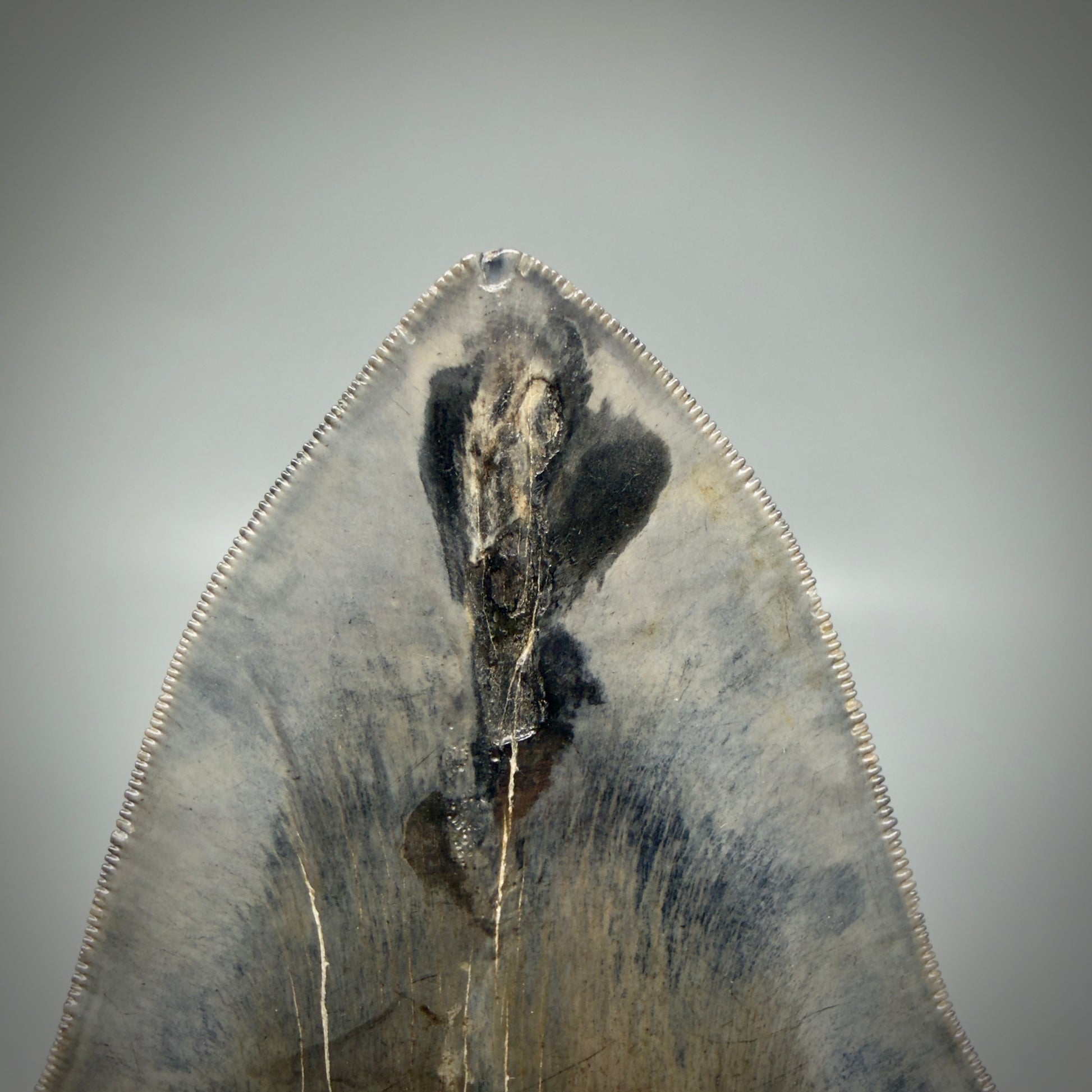 Tip detail View Gem, large 5.46" Fossil Megalodon Shark Tooth - Georgia - Collector's Quality CM6157