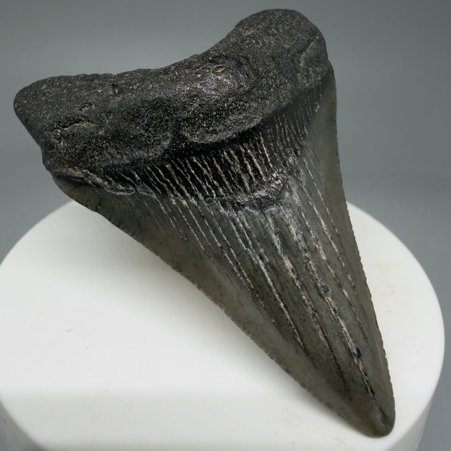 Front Left View 2.58" Dark colors Fossil Megalodon Tooth – South Carolina River Find | Authentic Megalodon Tooth CM5805