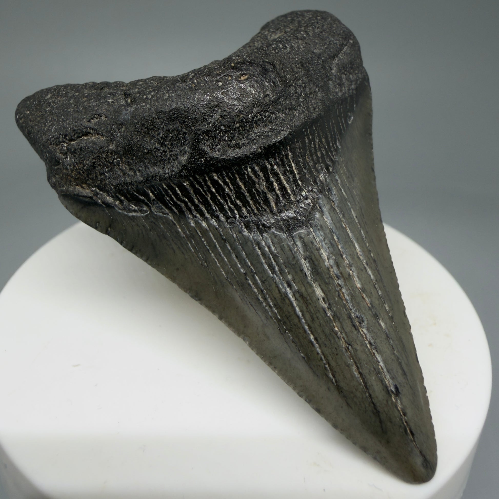 Front Left View 2.58" Dark colors Fossil Megalodon Tooth – South Carolina River Find | Authentic Megalodon Tooth CM5805