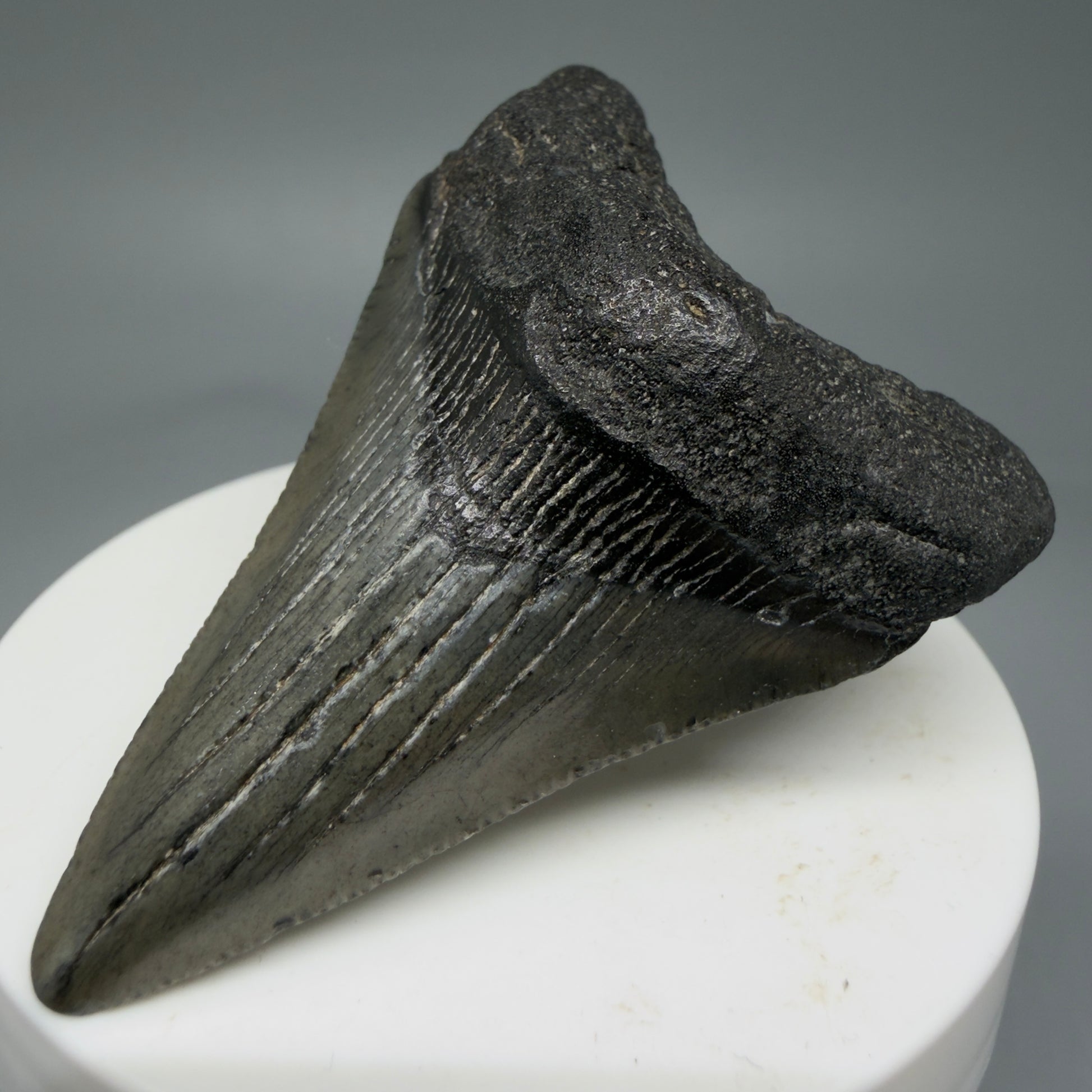 Front Right View 2.58" Dark colors Fossil Megalodon Tooth – South Carolina River Find | Authentic Megalodon Tooth CM5805